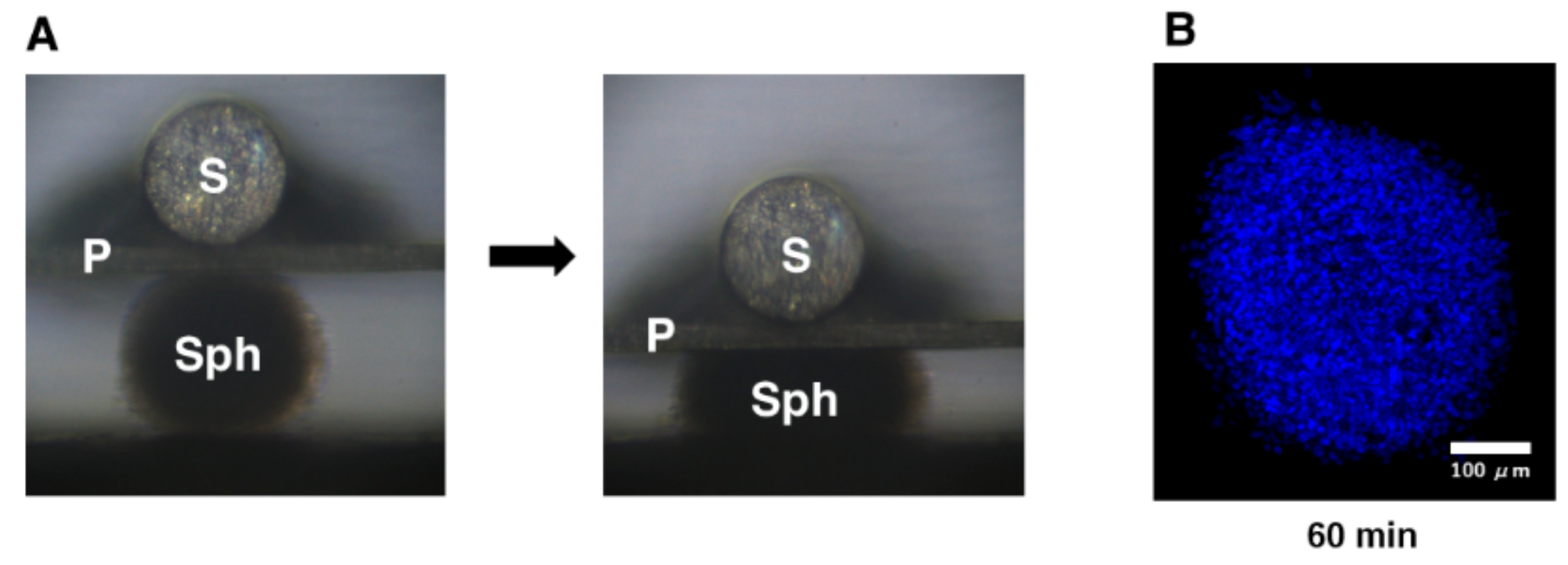 Biomedicines 10 01338 g002