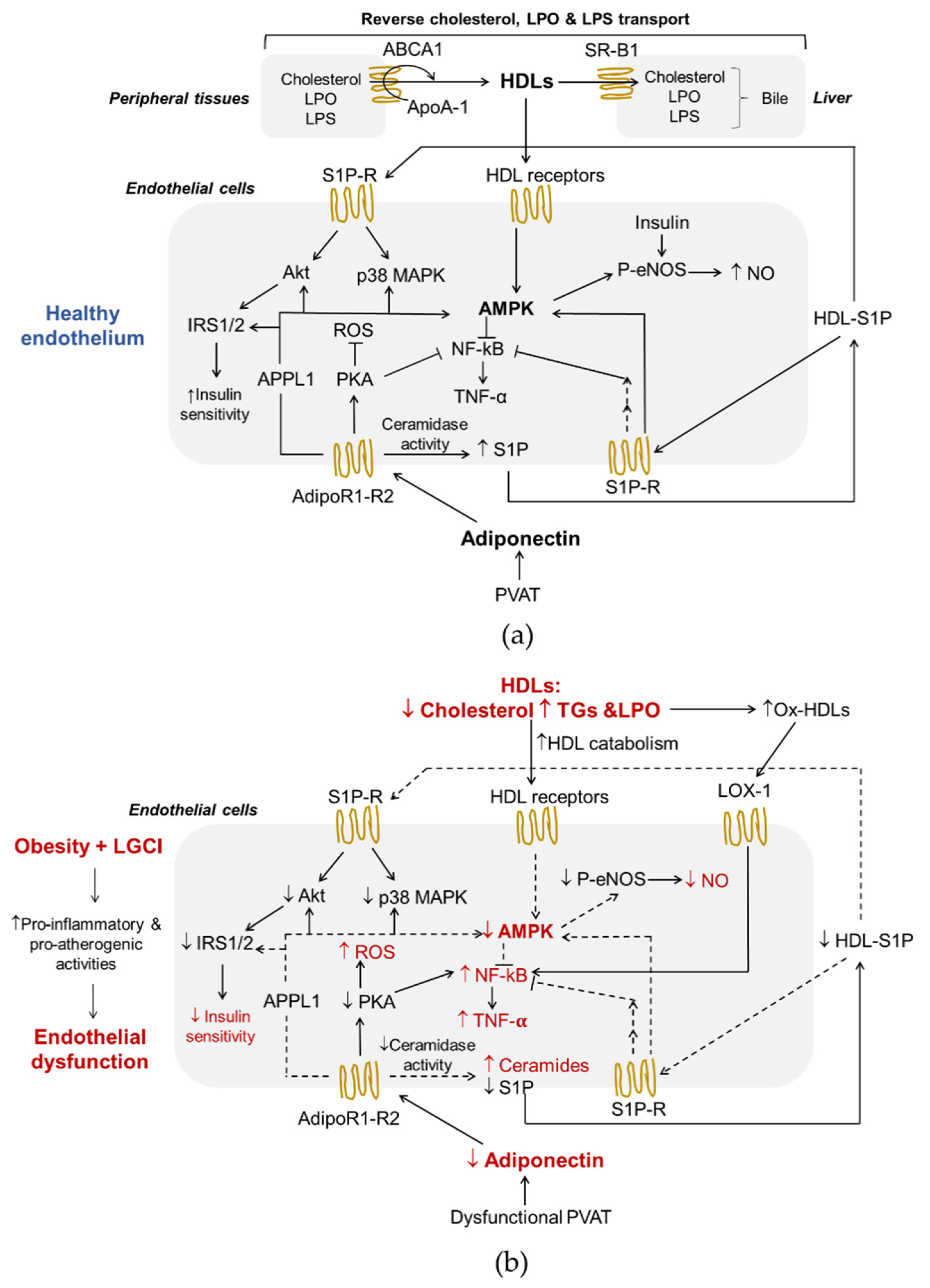 Biomedicines 10 01344 g001