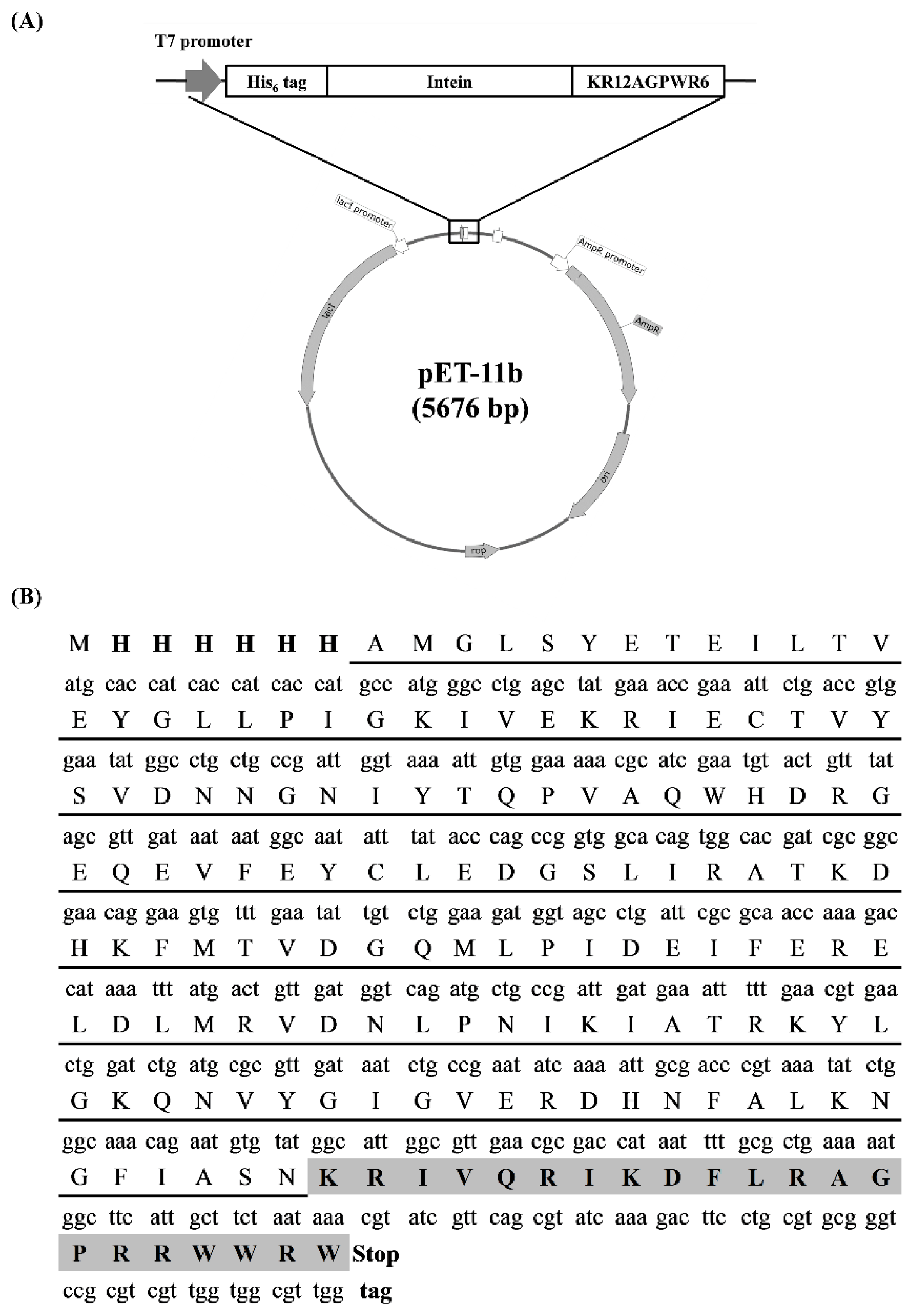 Biomedicines 10 01351 g001