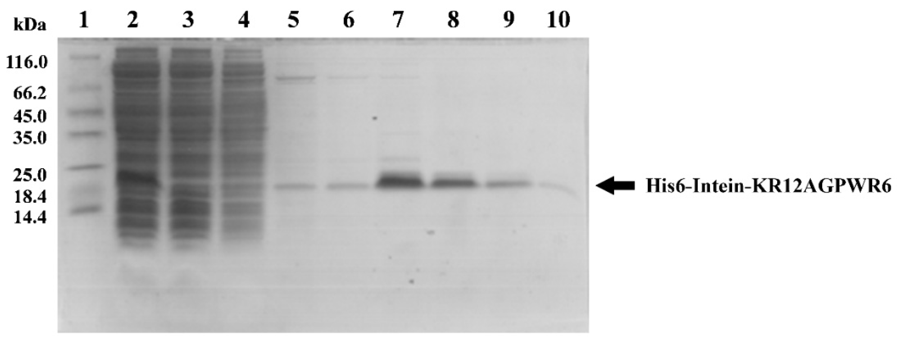 Biomedicines 10 01351 g003