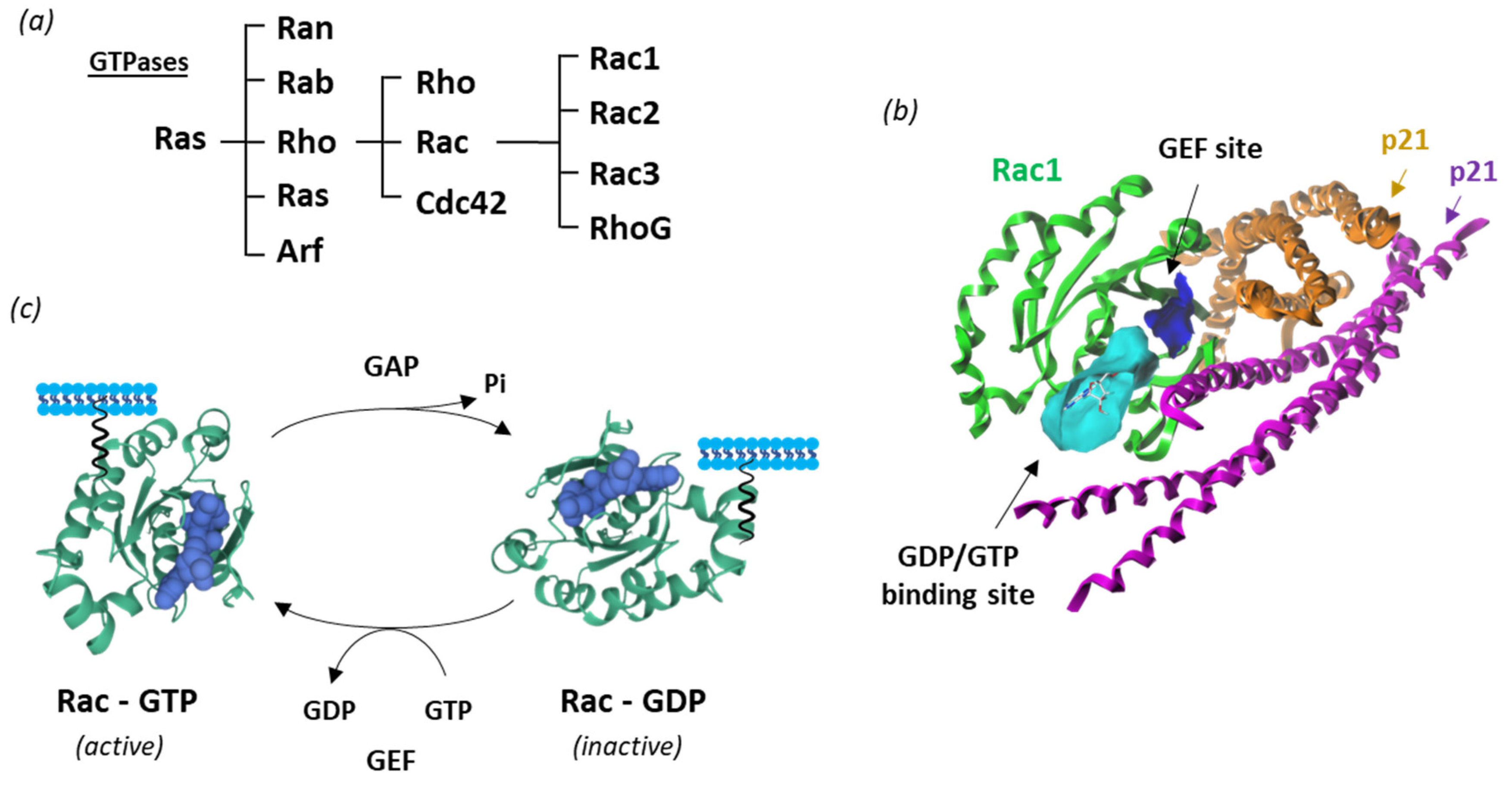 Biomedicines 10 01357 g002