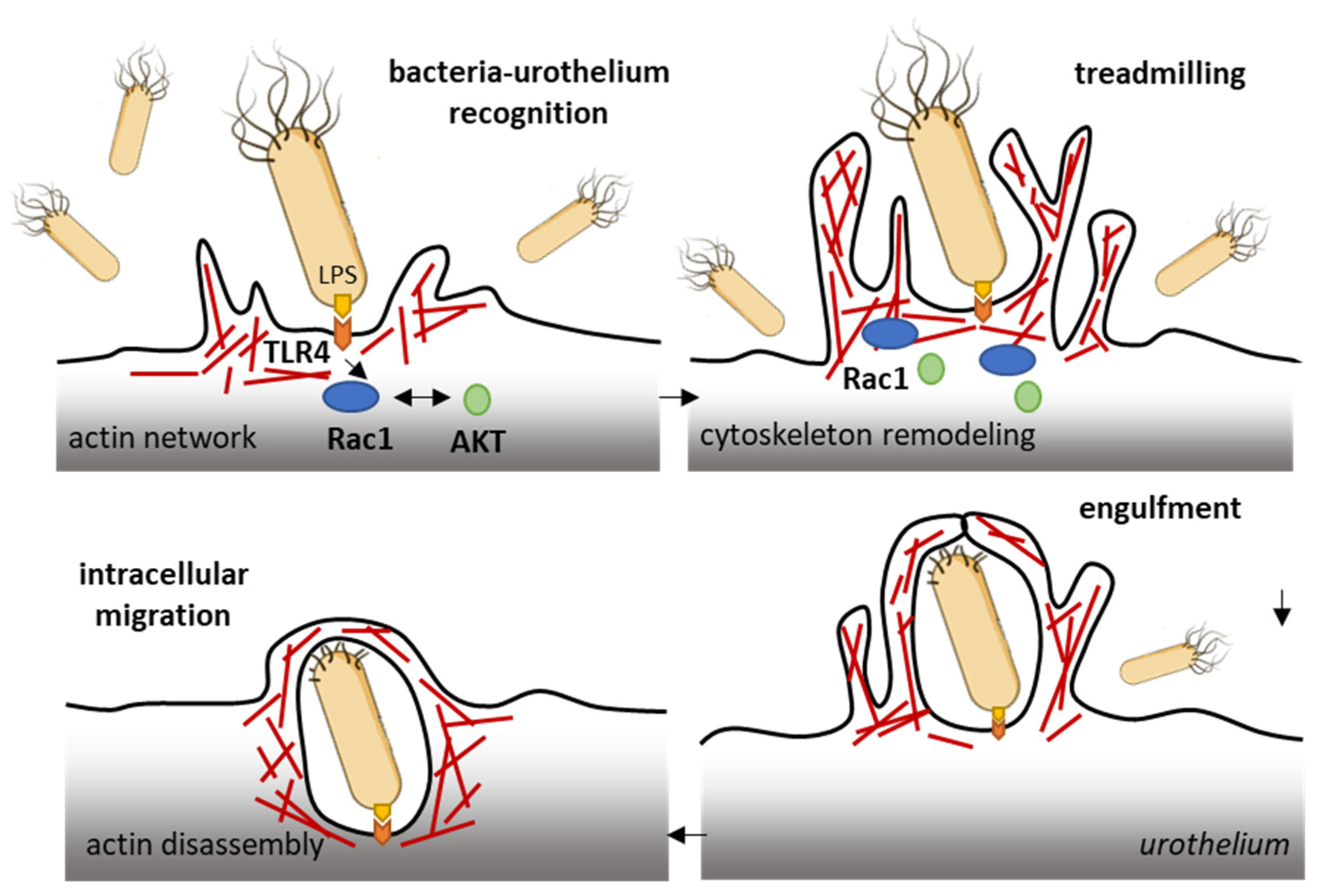 Biomedicines 10 01357 g003