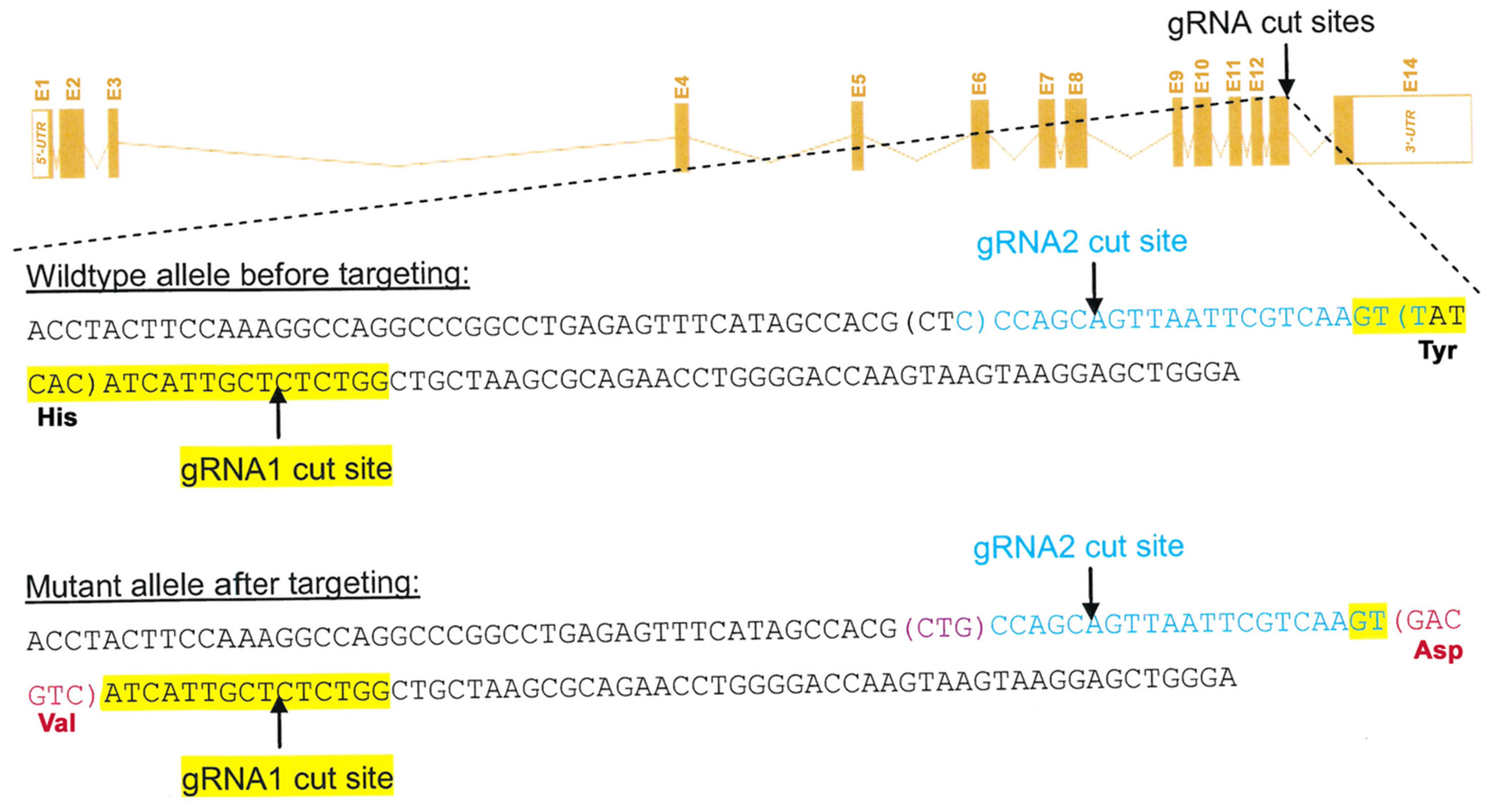 Biomedicines 10 01379 g001