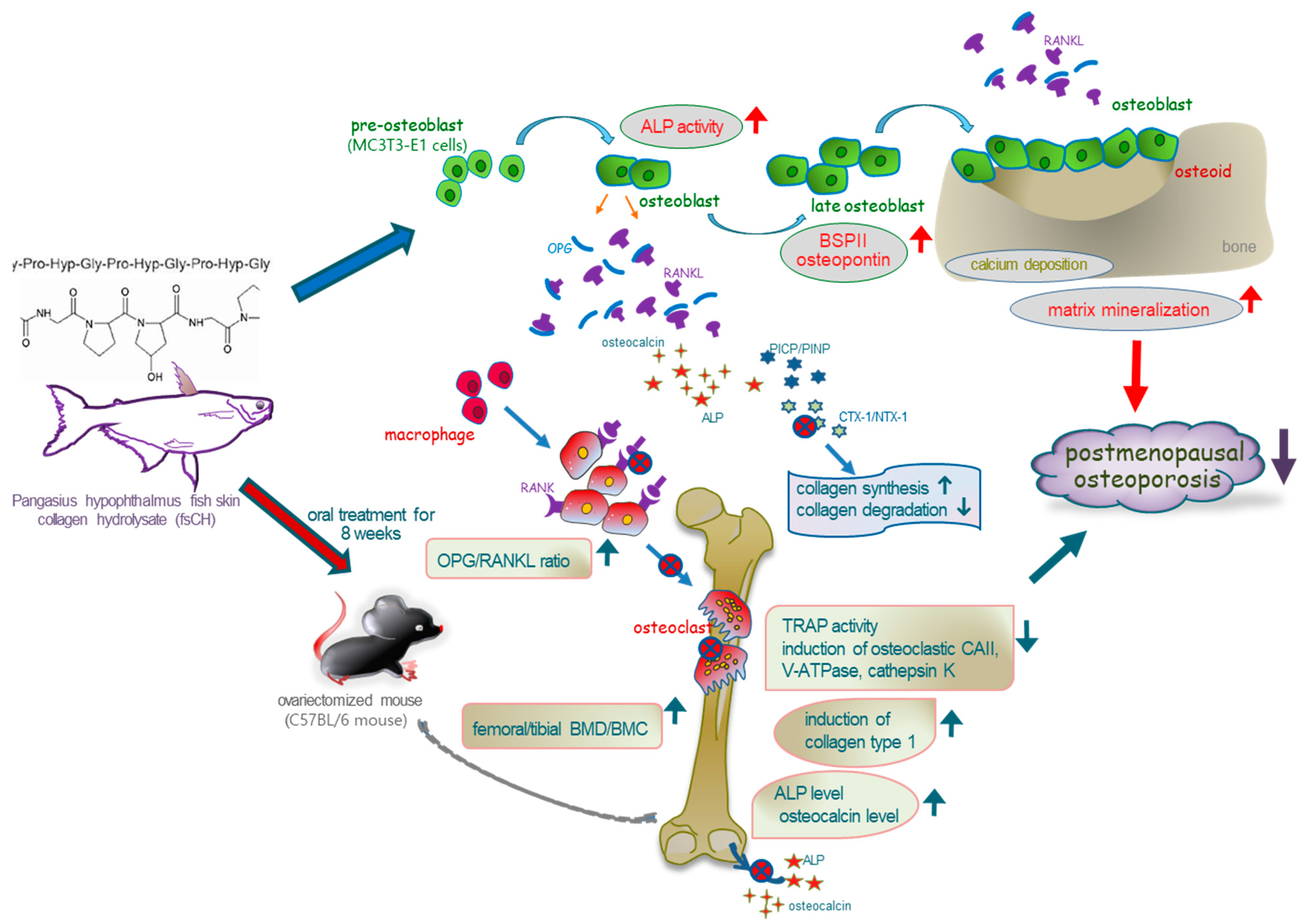 Biomedicines 10 01382 g007 Biomedicines 10 01382 g007
