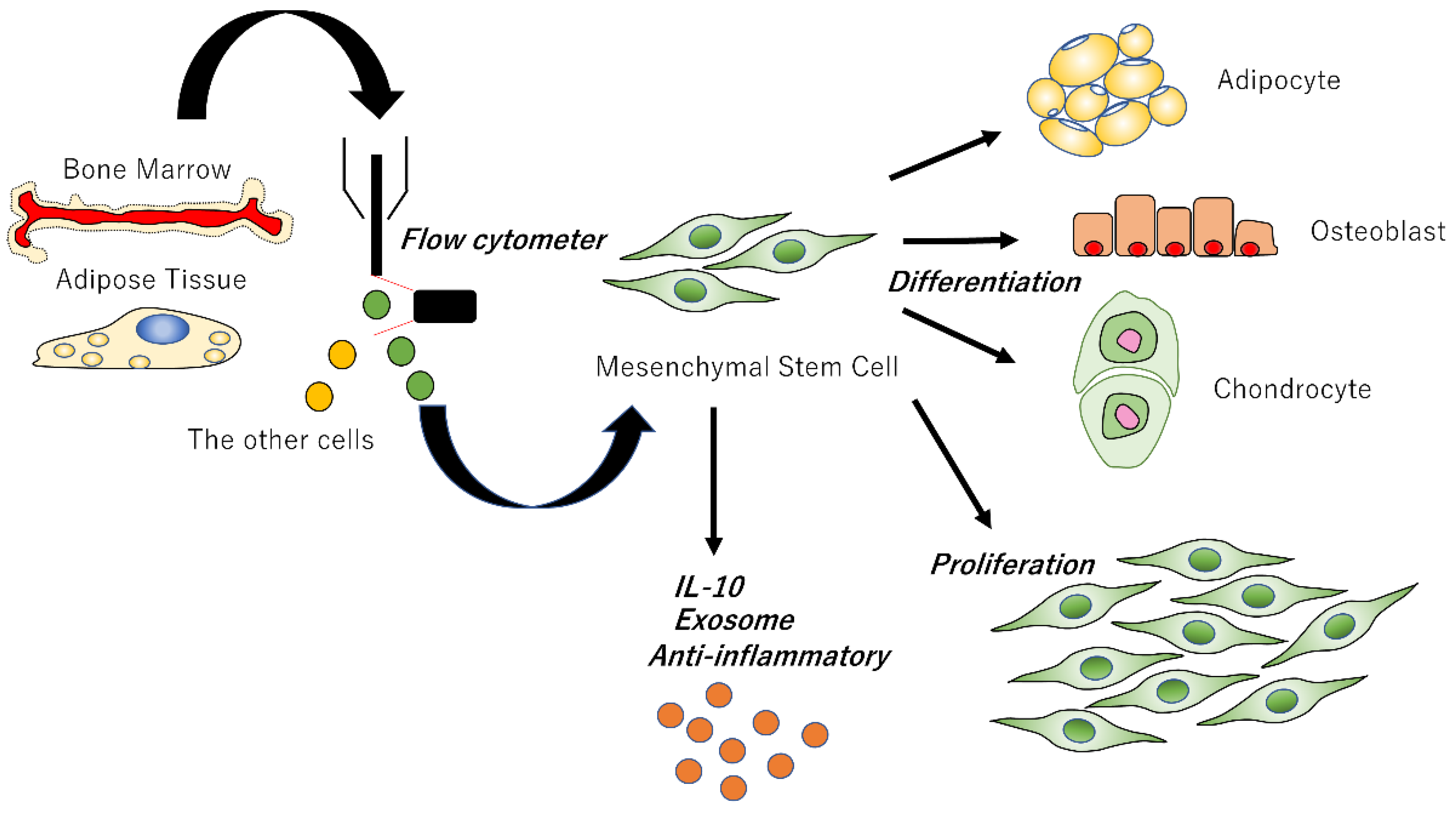 Biomedicines 10 01391 g002