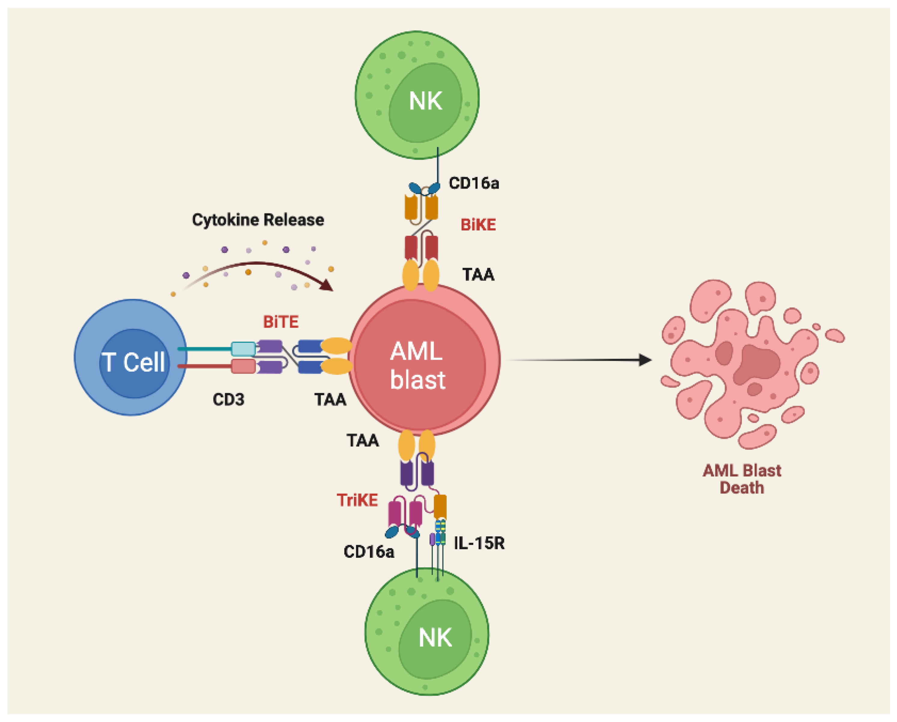 Biomedicines 10 01410 g003