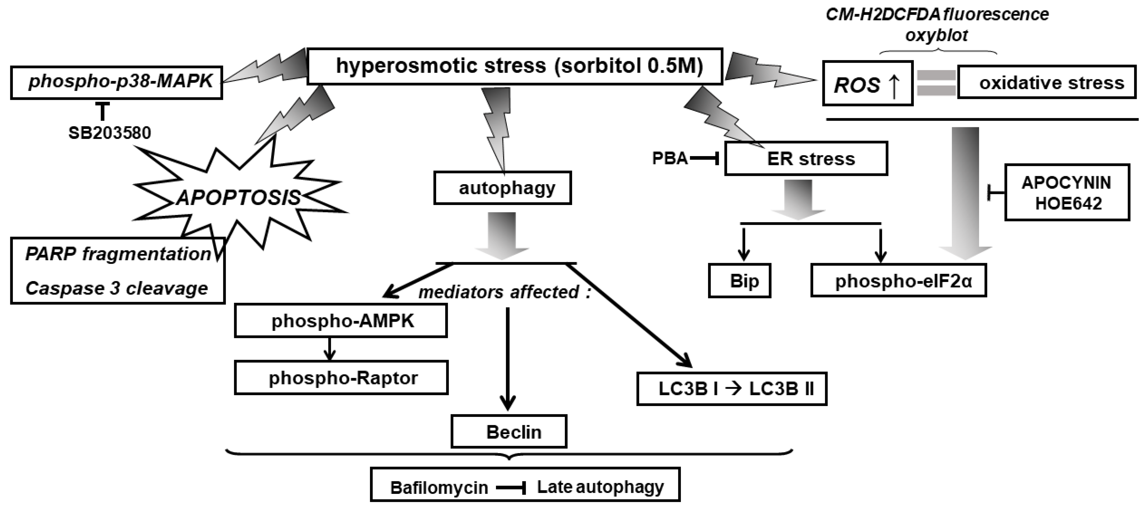 Biomedicines 10 01421 g014