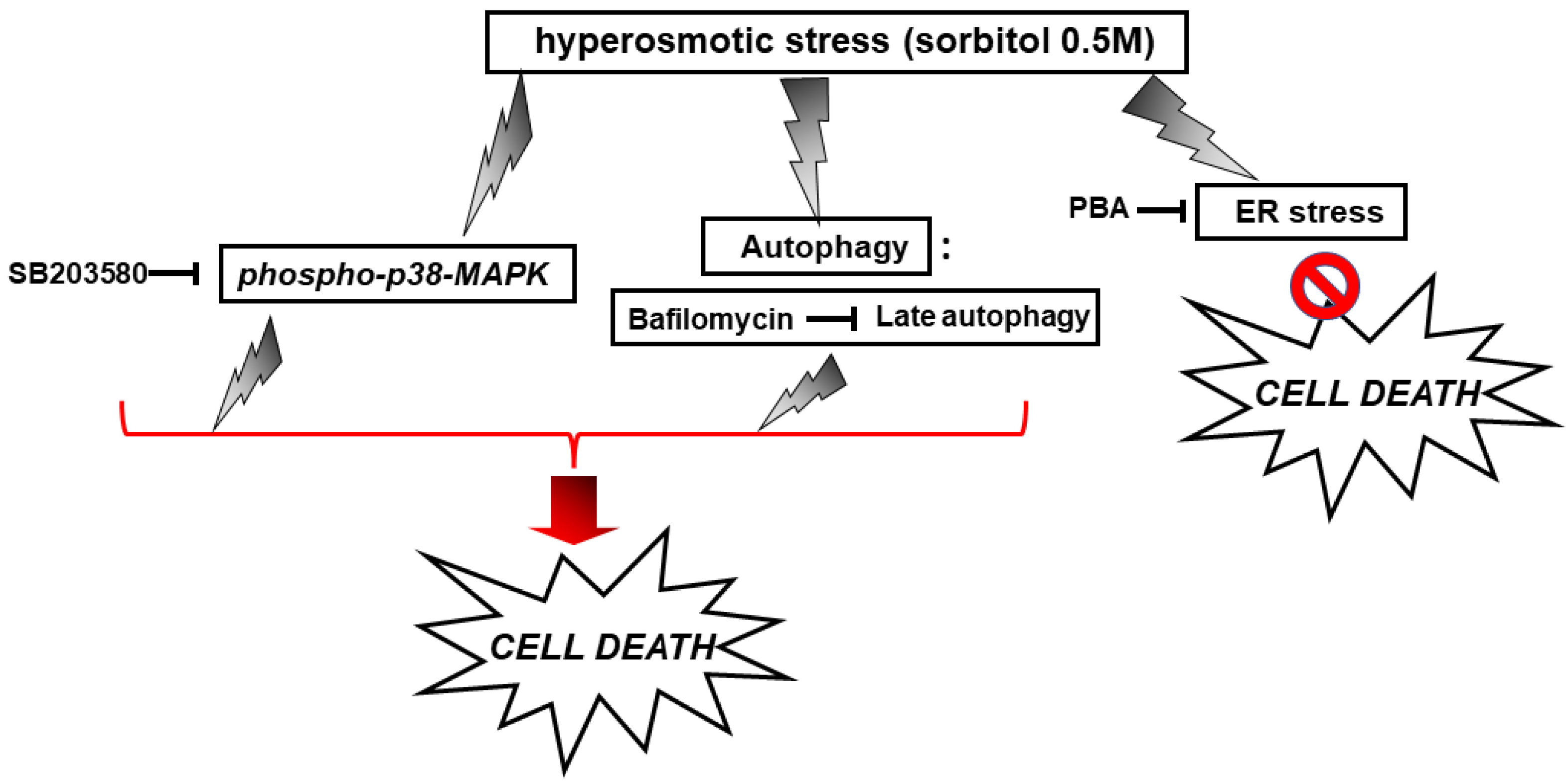 Biomedicines 10 01421 g015