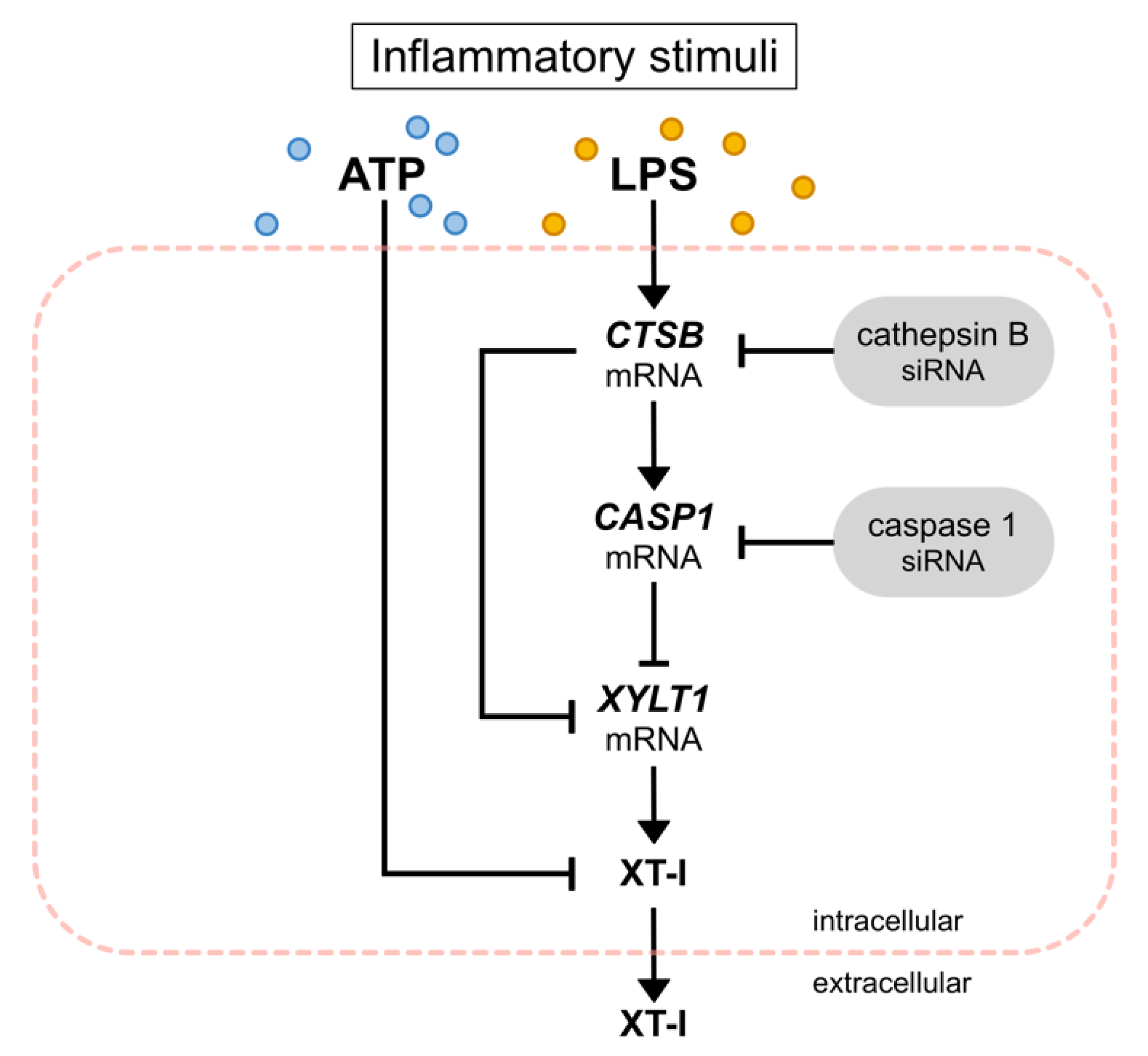 Biomedicines 10 01451 g009