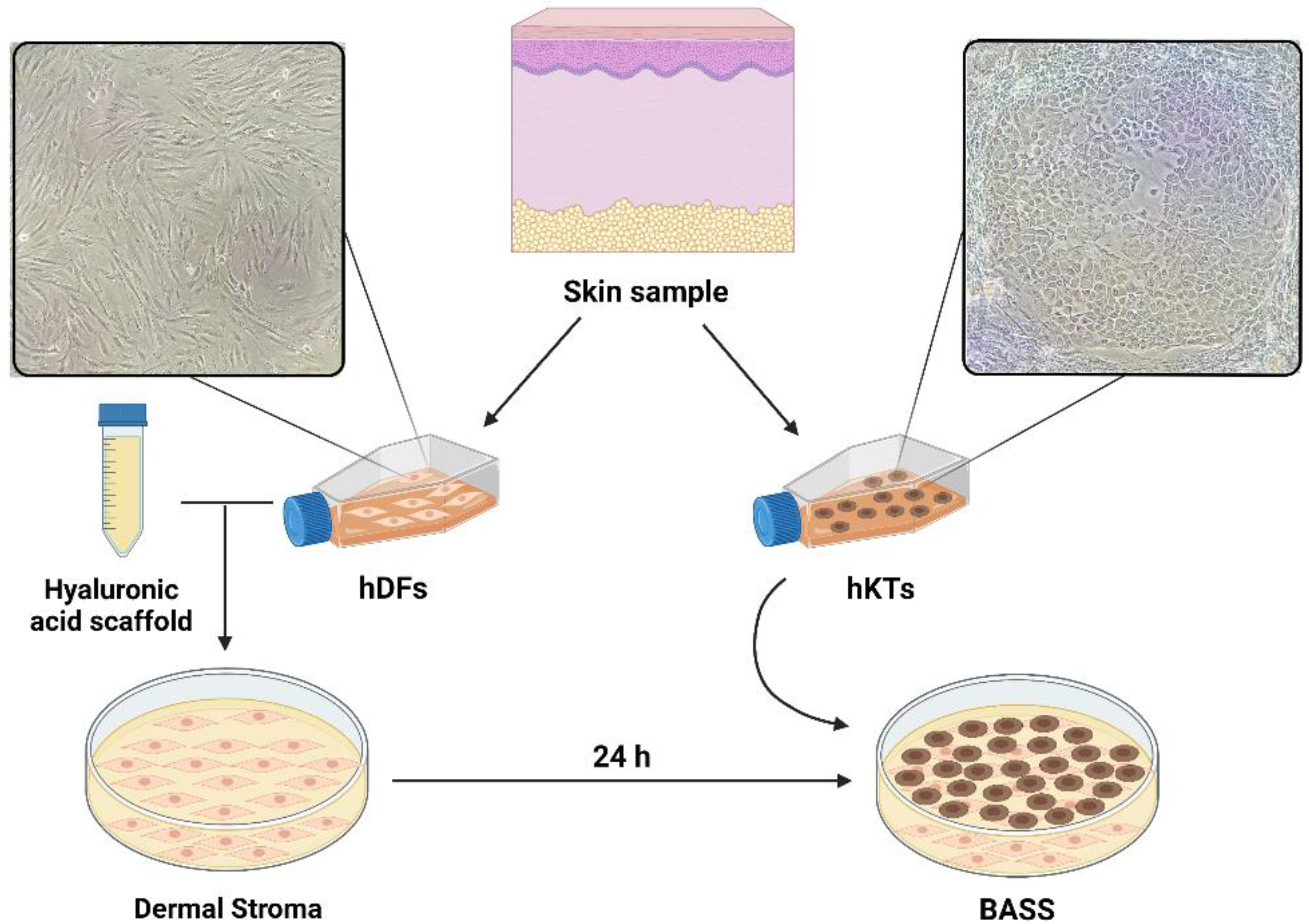 Biomedicines 10 01453 g001