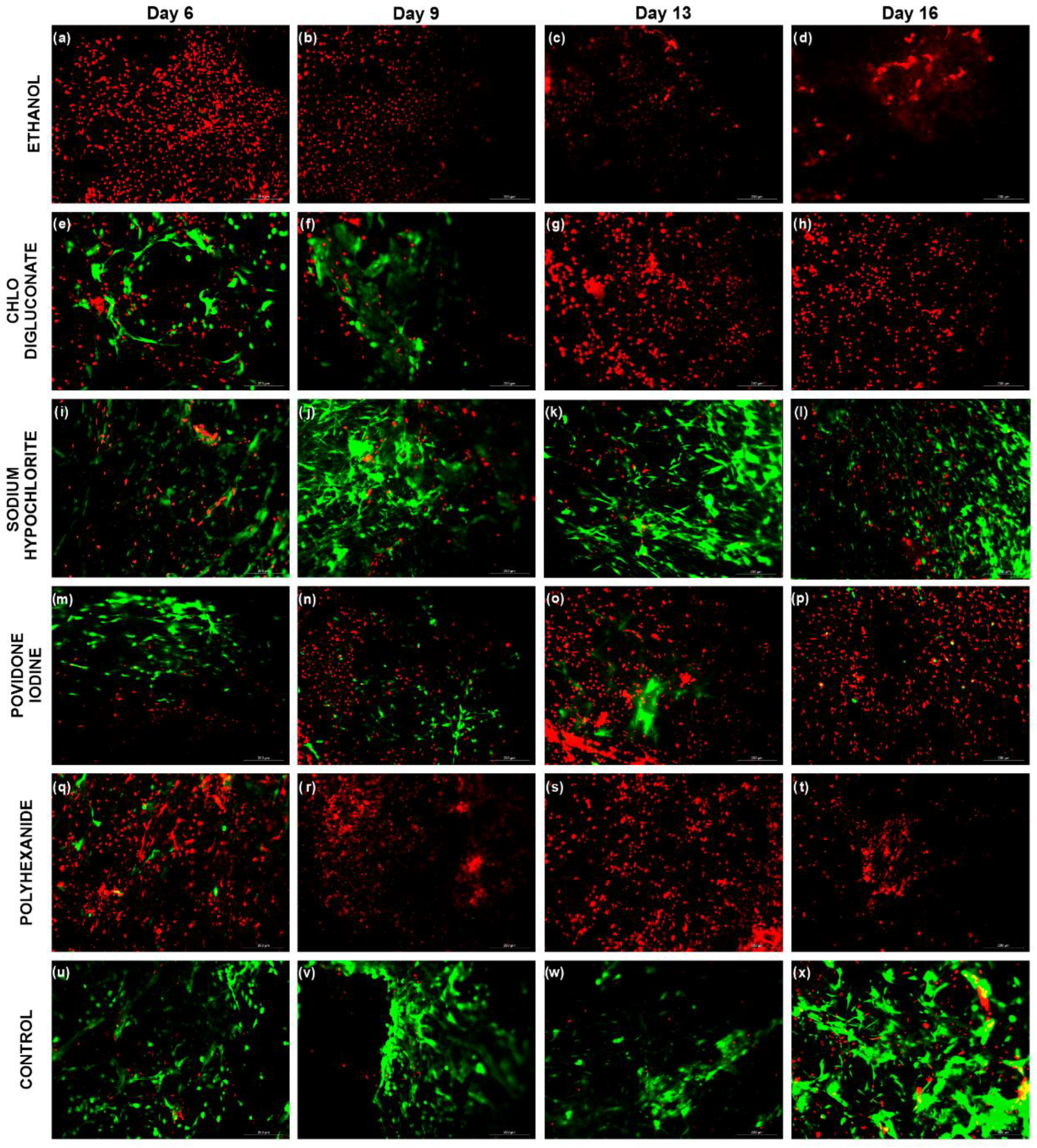 Biomedicines 10 01453 g002