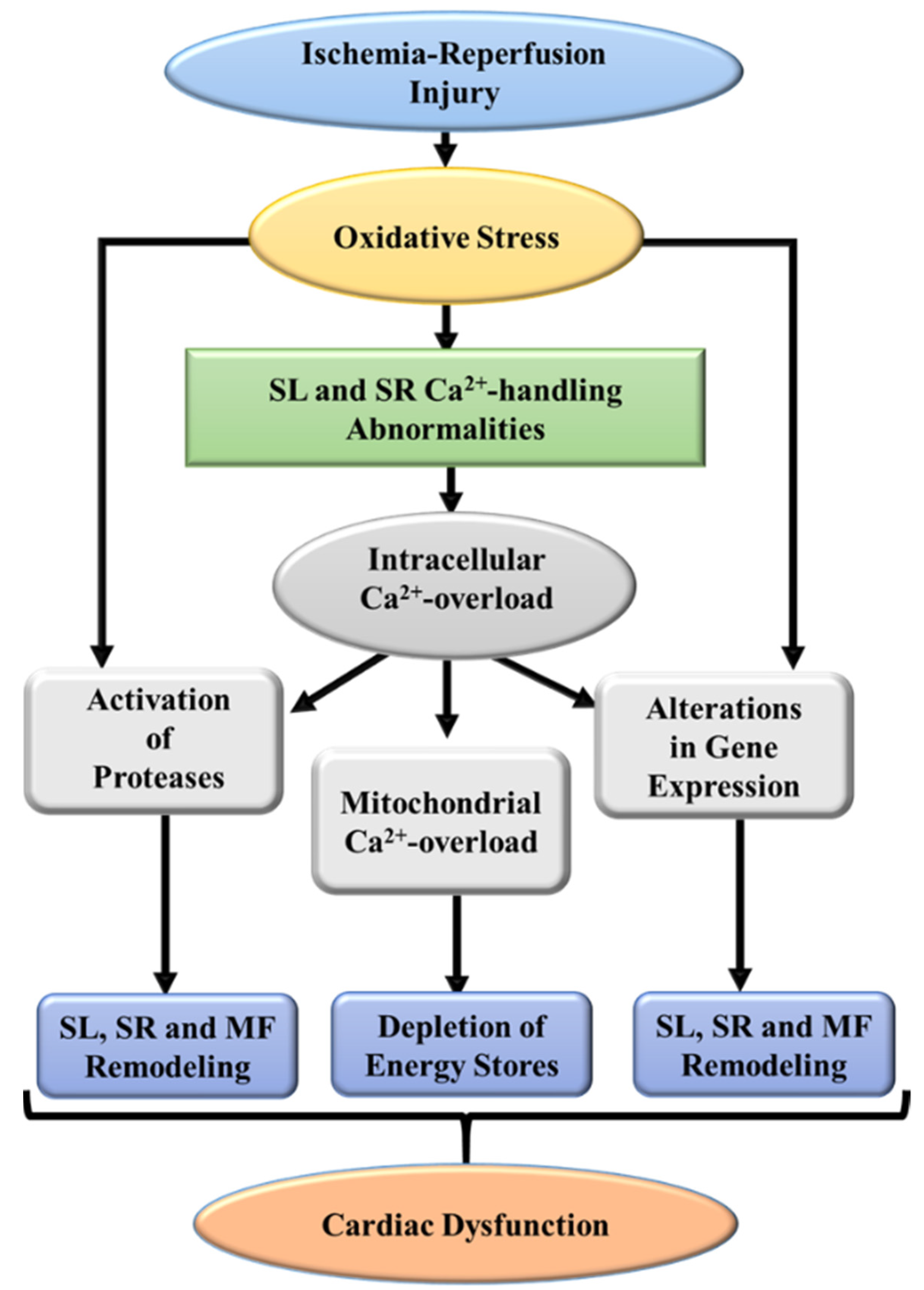 Biomedicines 10 01473 g004 Biomedicines 10 01473 g004