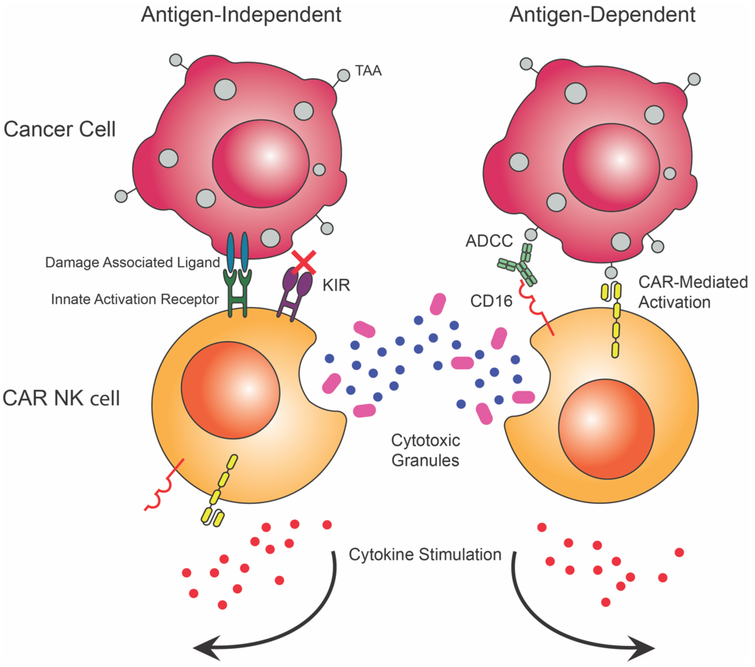 Biomedicines 10 01493 g004