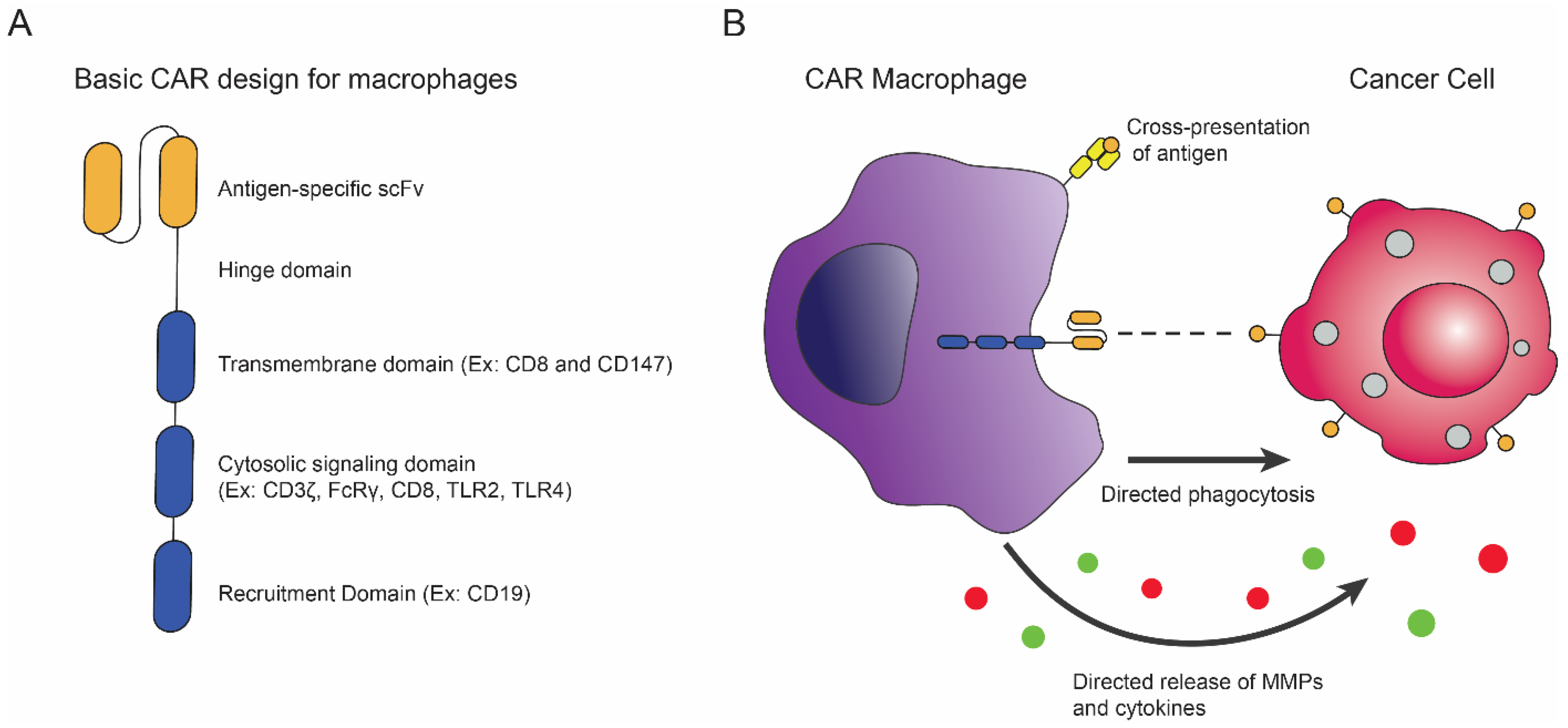 Biomedicines 10 01493 g005