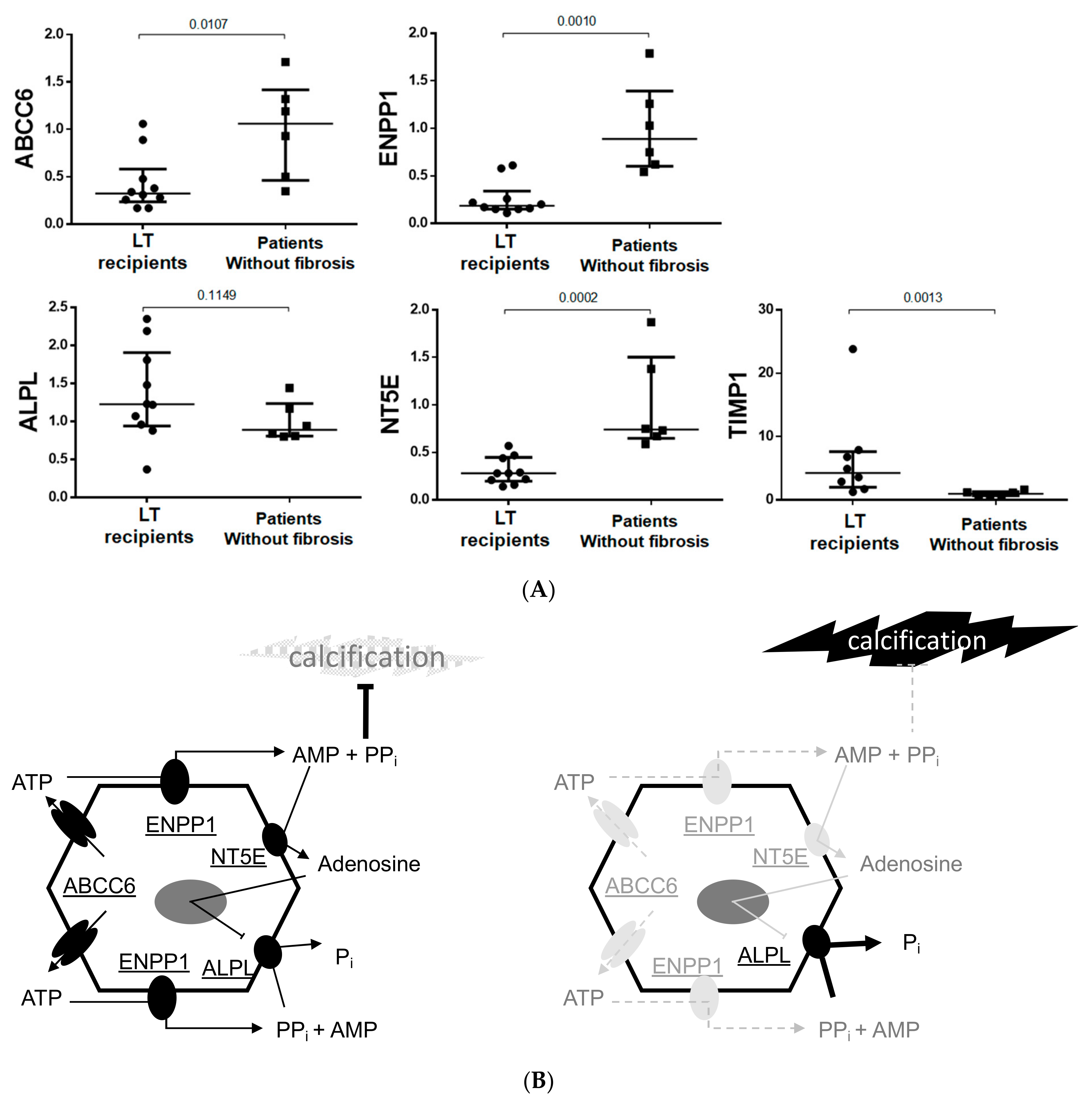Biomedicines 10 01496 g004