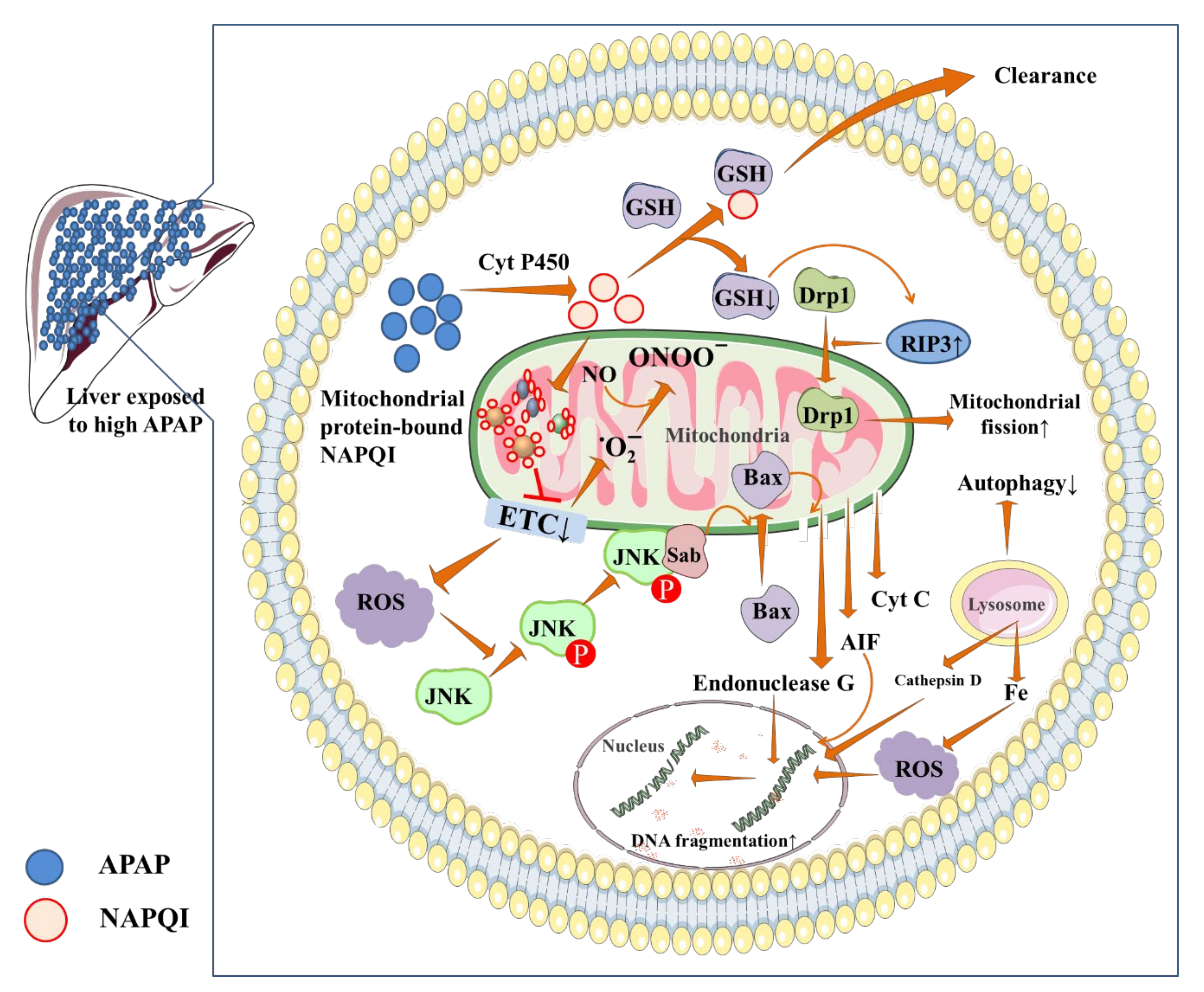 Biomedicines 10 01498 g002 Biomedicines 10 01498 g002