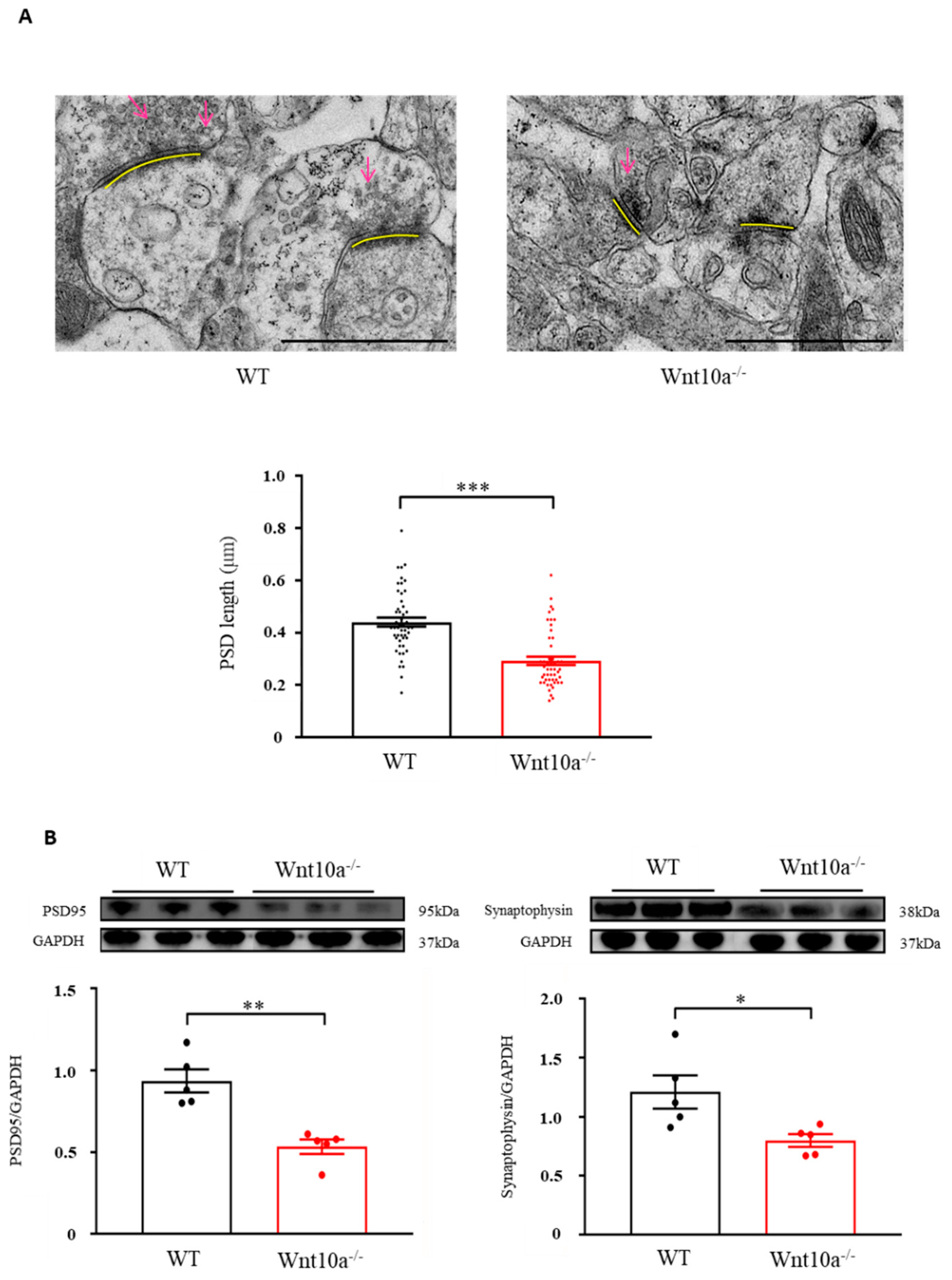 Biomedicines 10 01500 g005