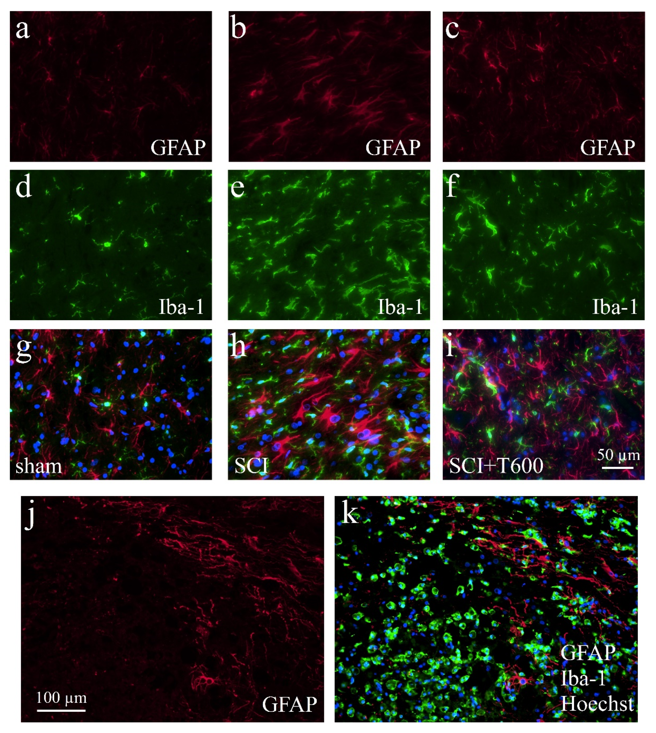 Biomedicines 10 01501 g008