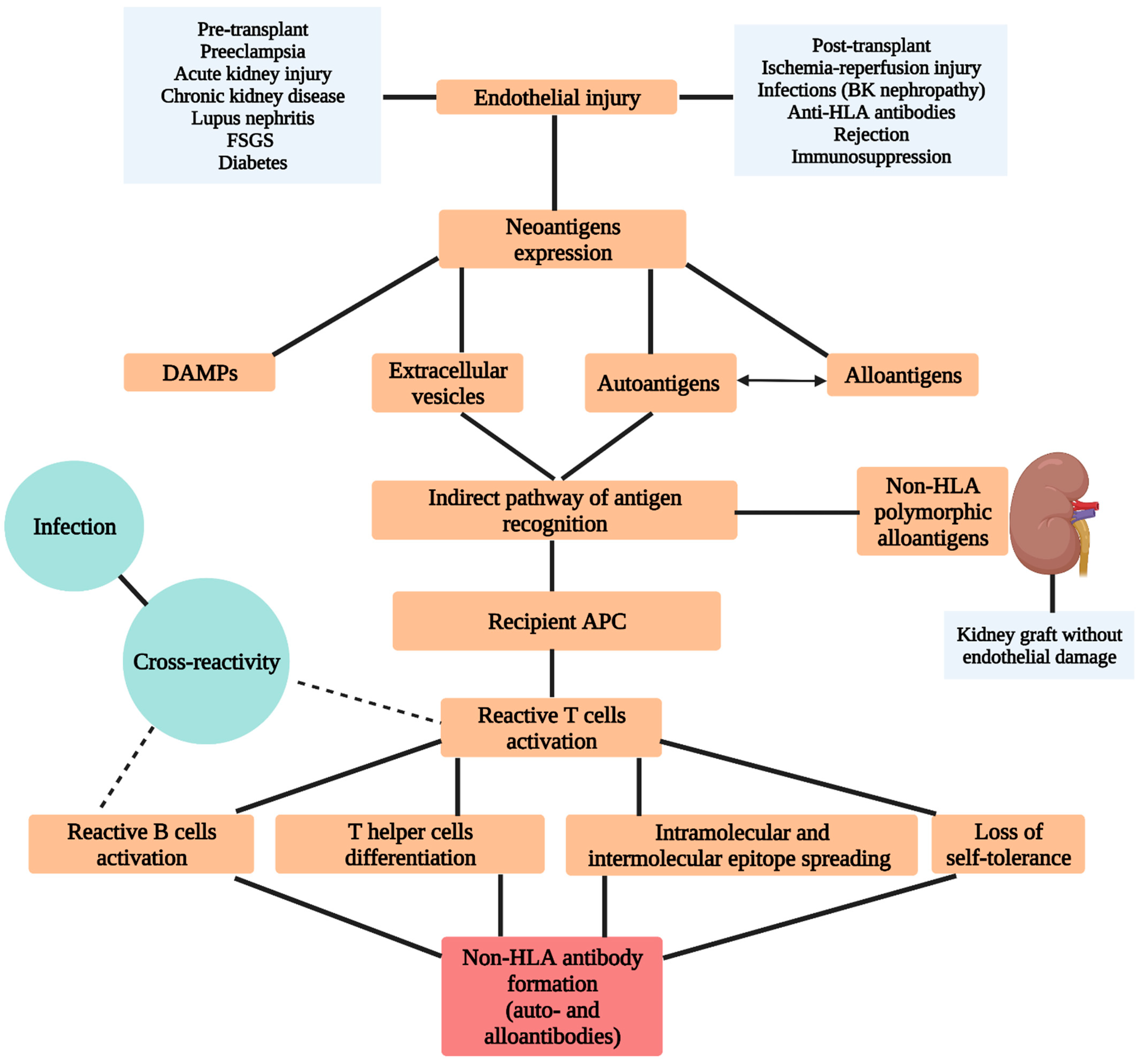 Biomedicines 10 01506 g001
