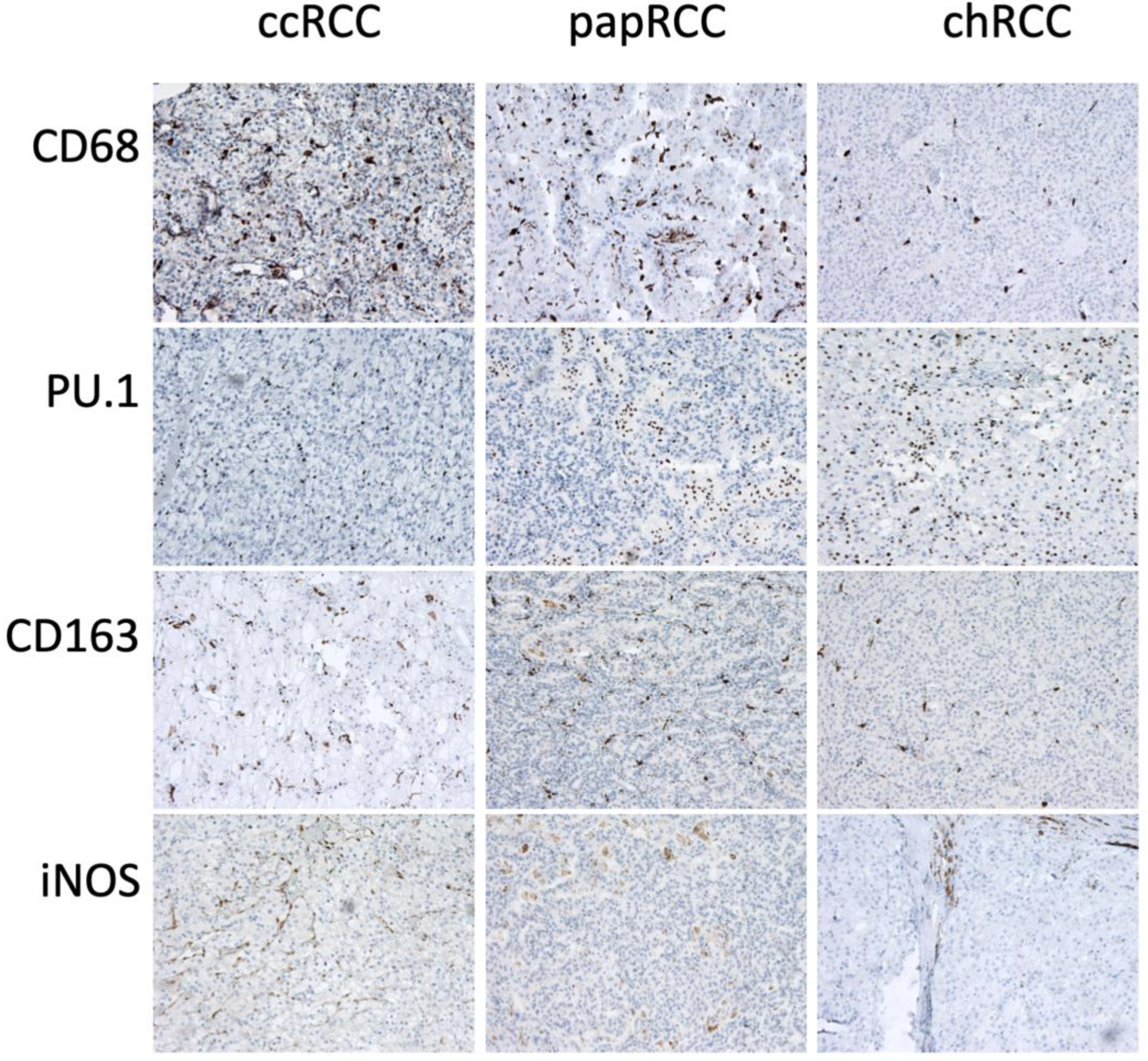 Biomedicines 10 01516 g005