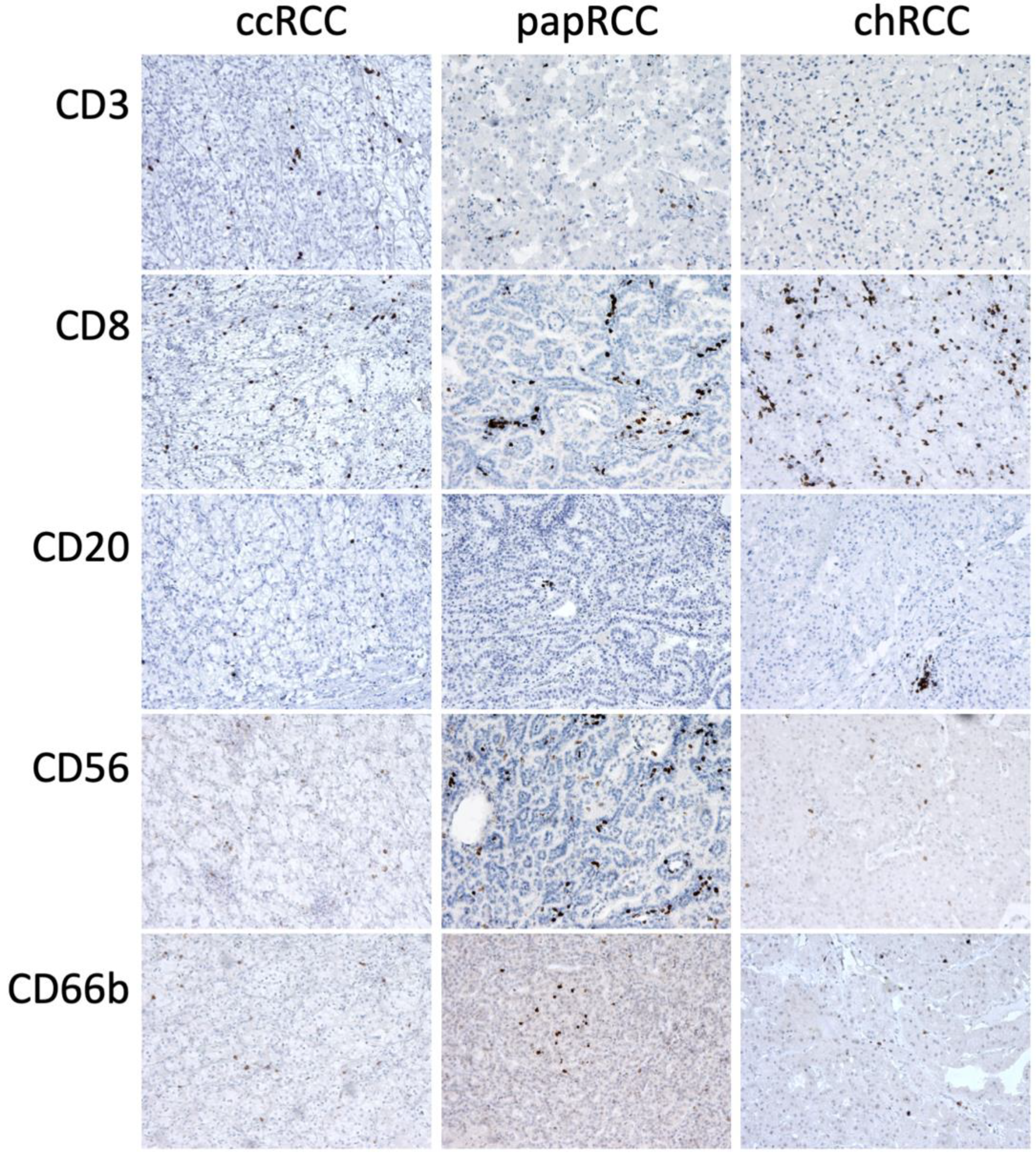 Biomedicines 10 01516 g006