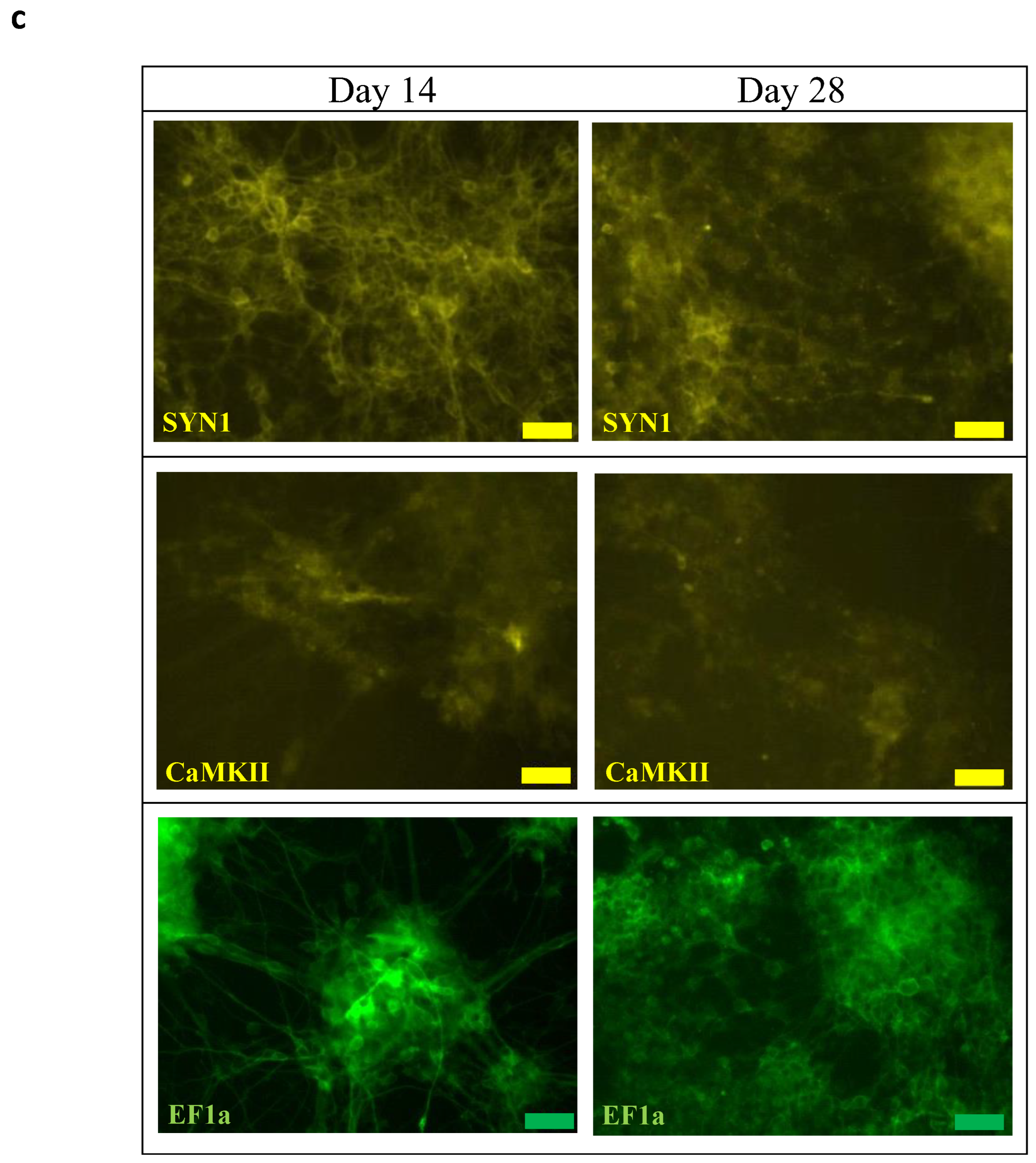 Biomedicines 10 01534 g002b