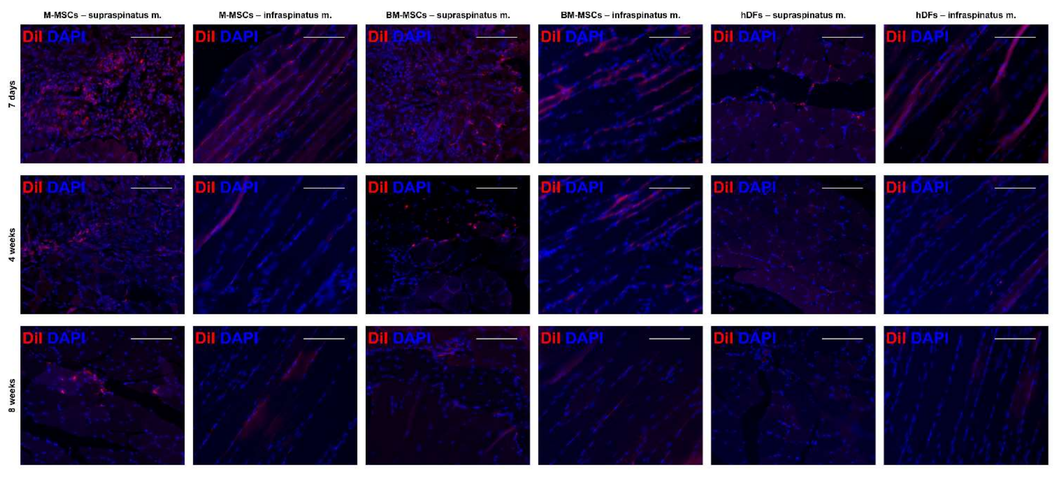 Biomedicines 10 01549 g006