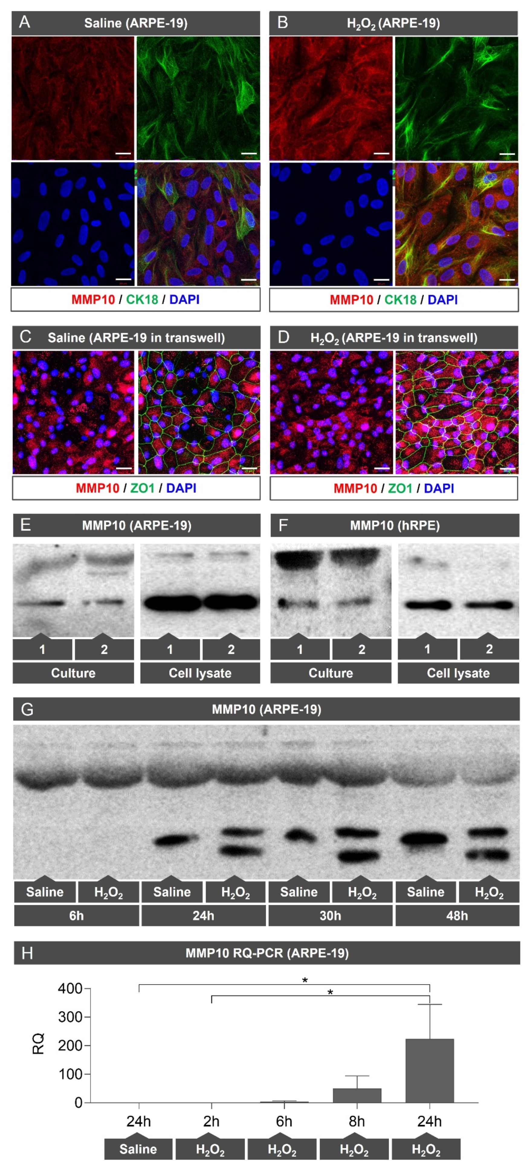 Biomedicines 10 01557 g002 Biomedicines 10 01557 g002