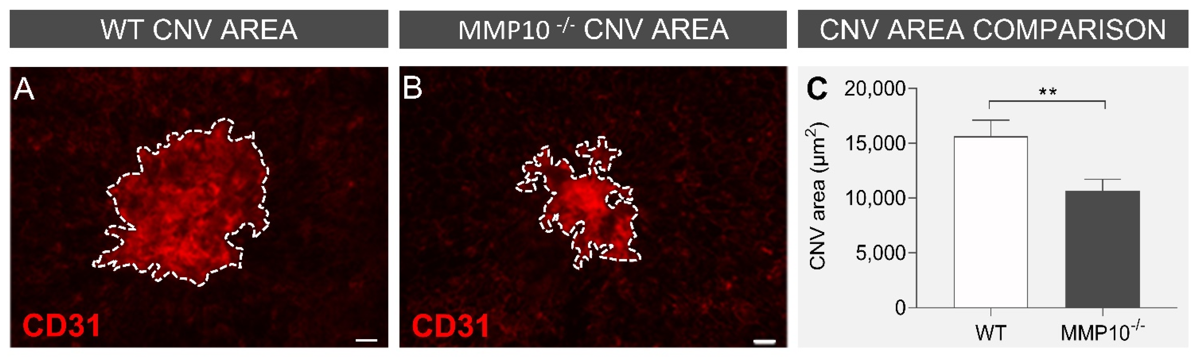 Biomedicines 10 01557 g003 Biomedicines 10 01557 g003