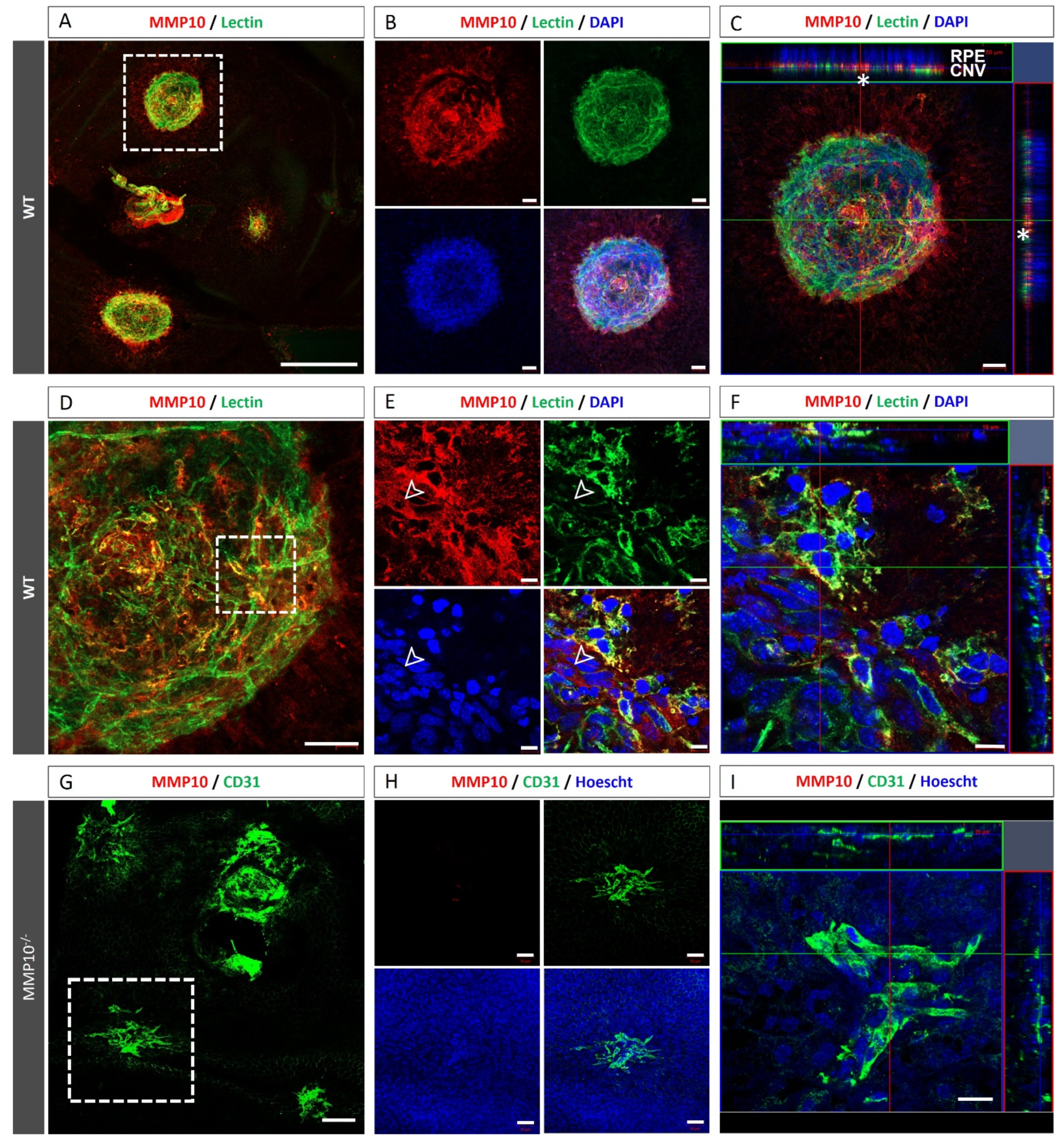Biomedicines 10 01557 g004 Biomedicines 10 01557 g004