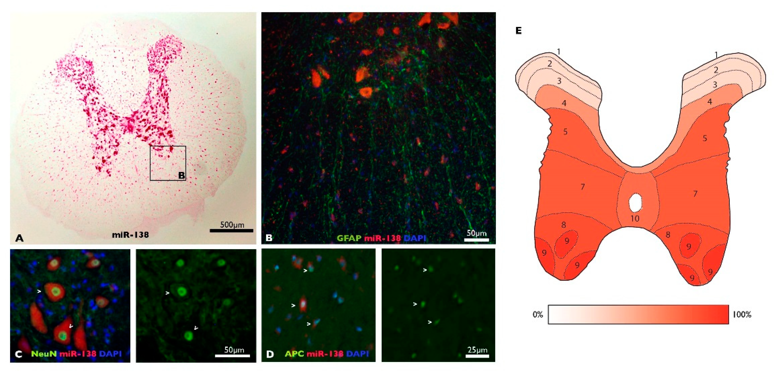 Biomedicines 10 01559 g001