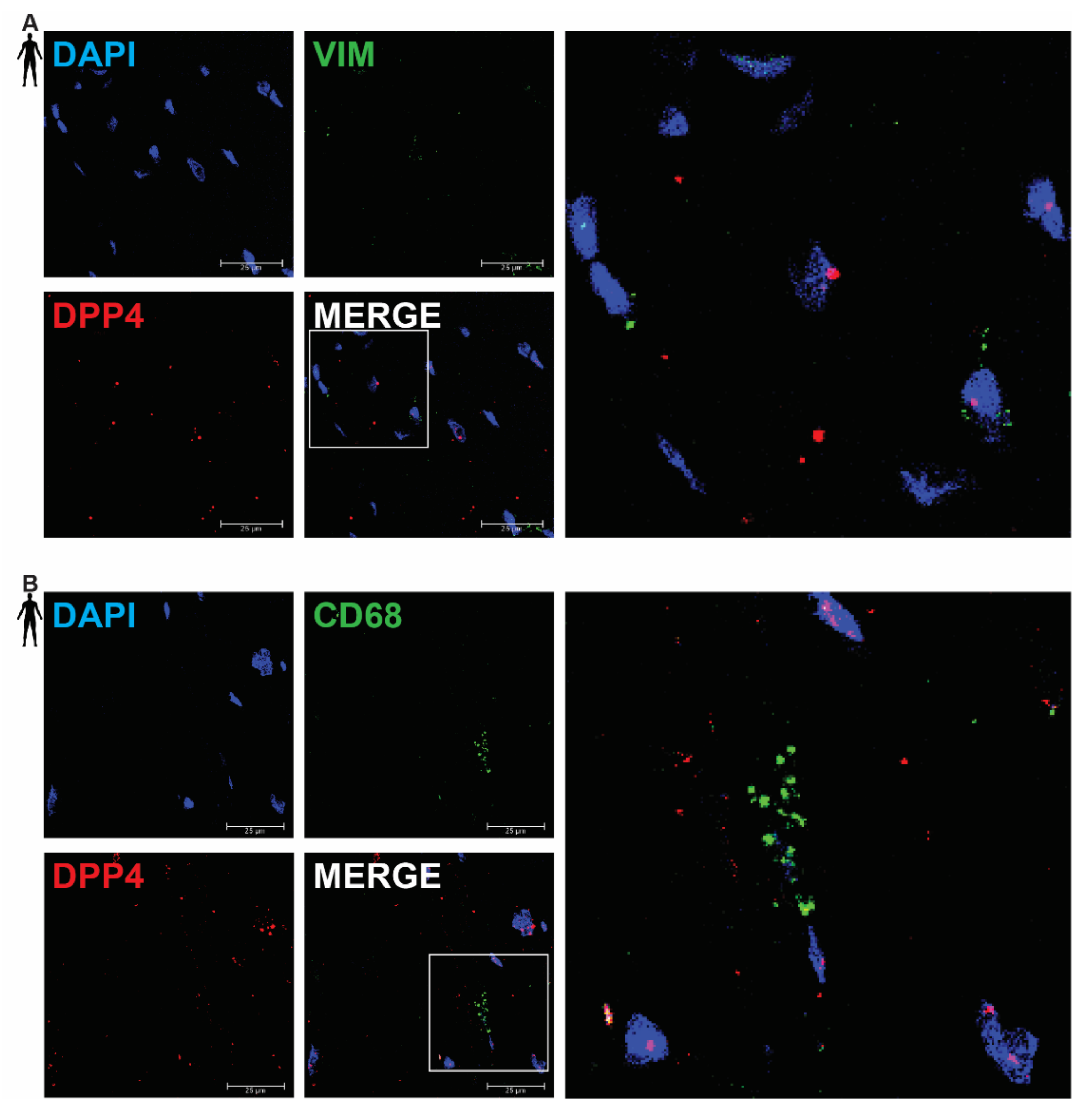 Biomedicines 10 01573 g003