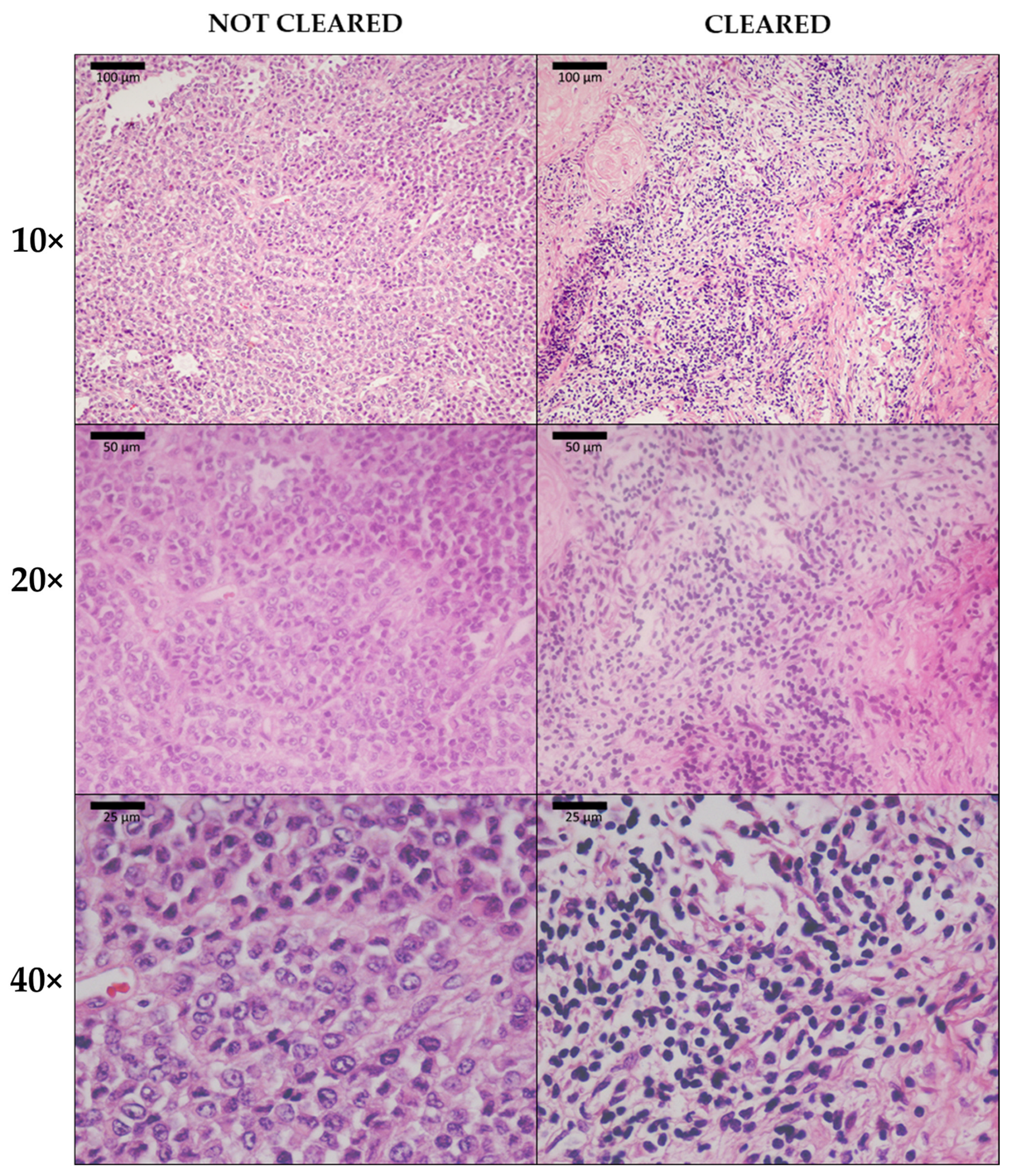 Biomedicines 10 01580 g008