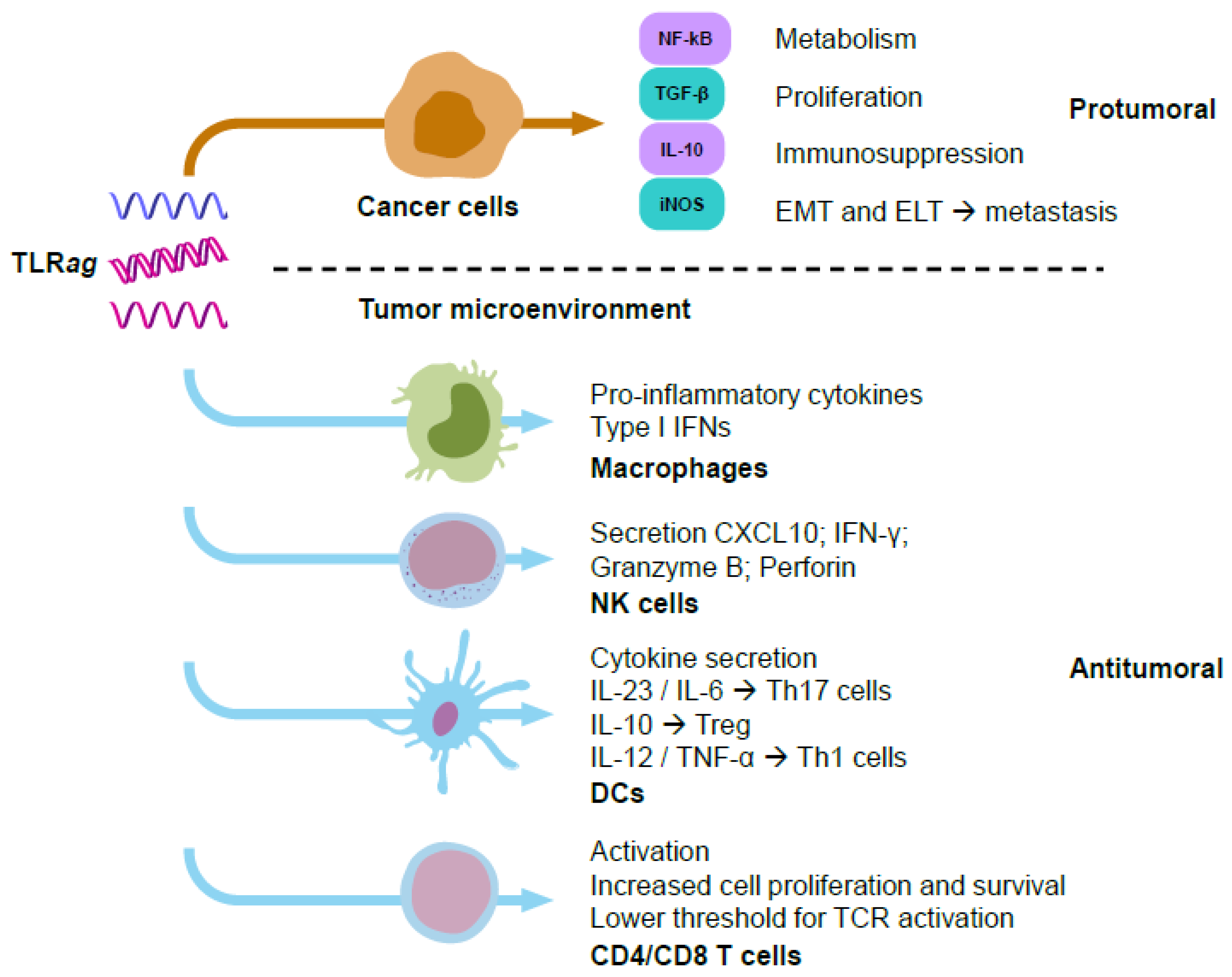 Biomedicines 10 01590 g002