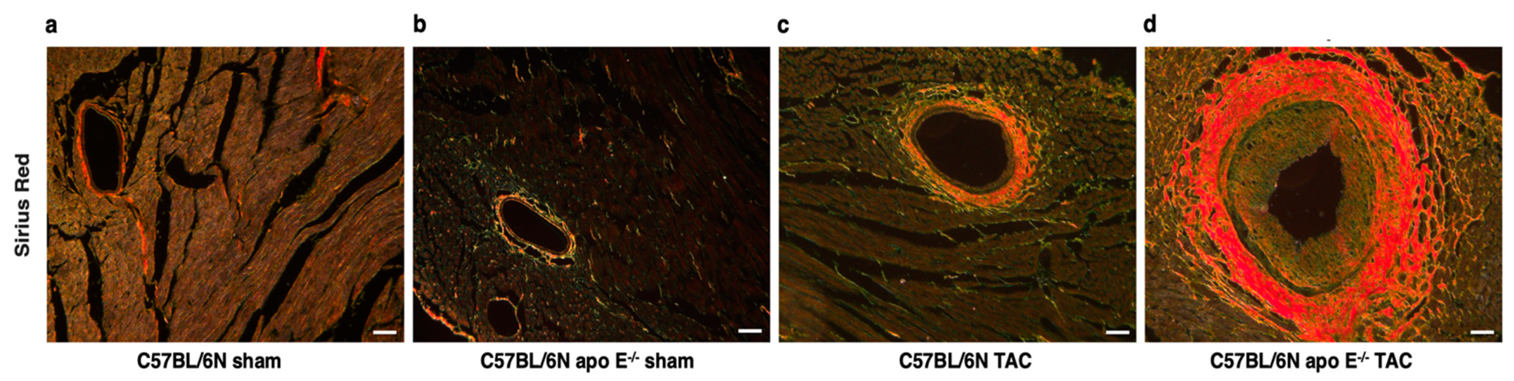 Biomedicines 10 01592 g003