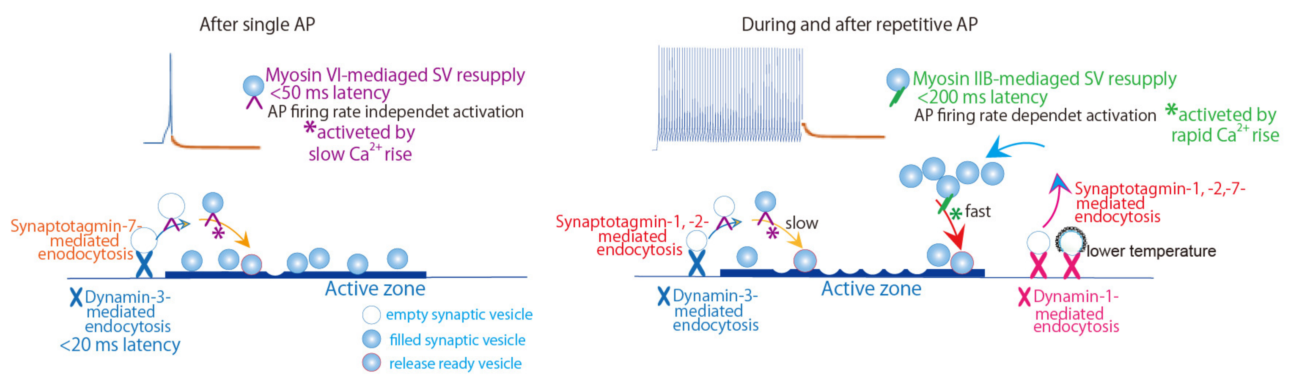 Biomedicines 10 01593 g002