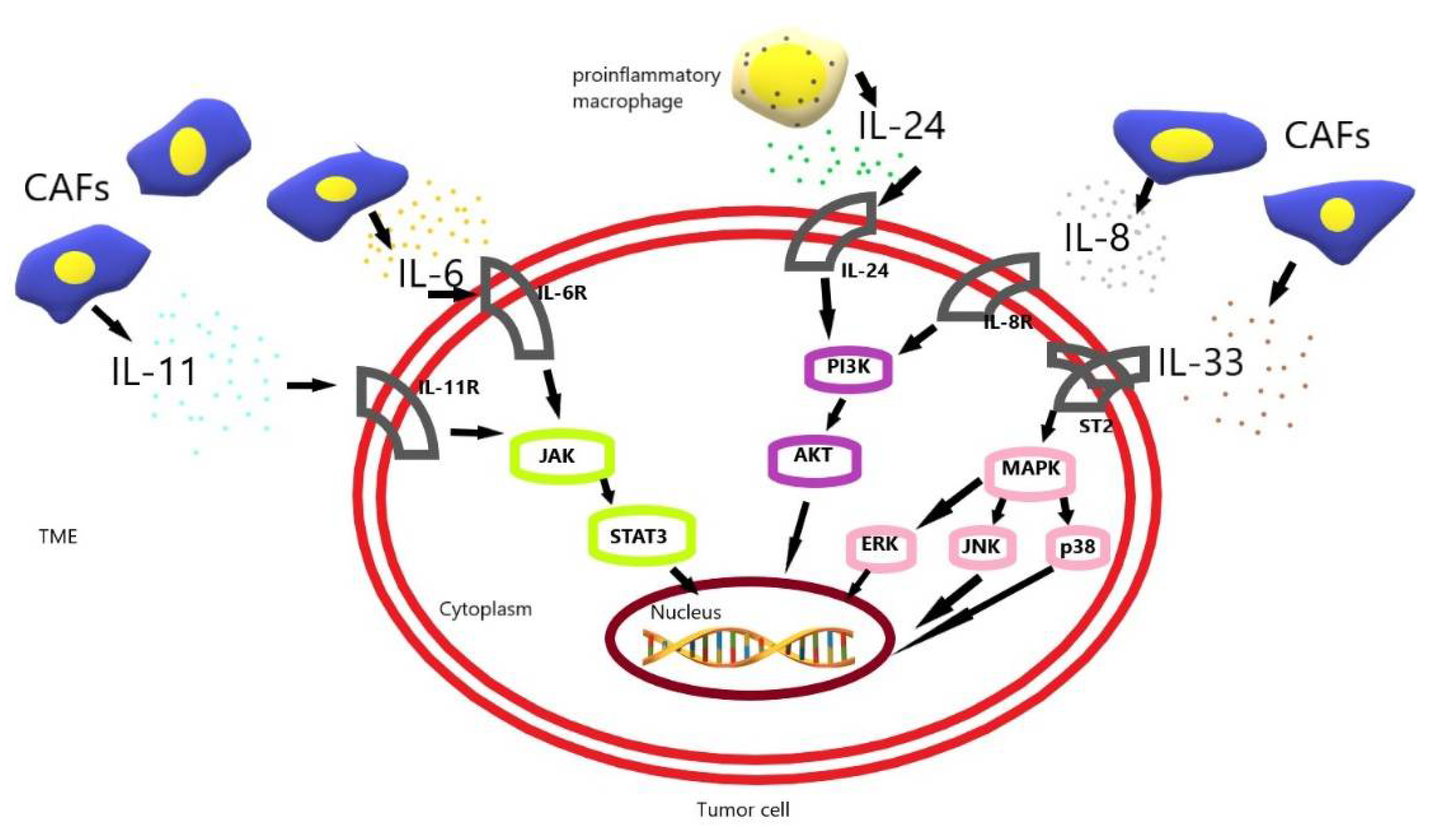 Biomedicines 10 01600 g001
