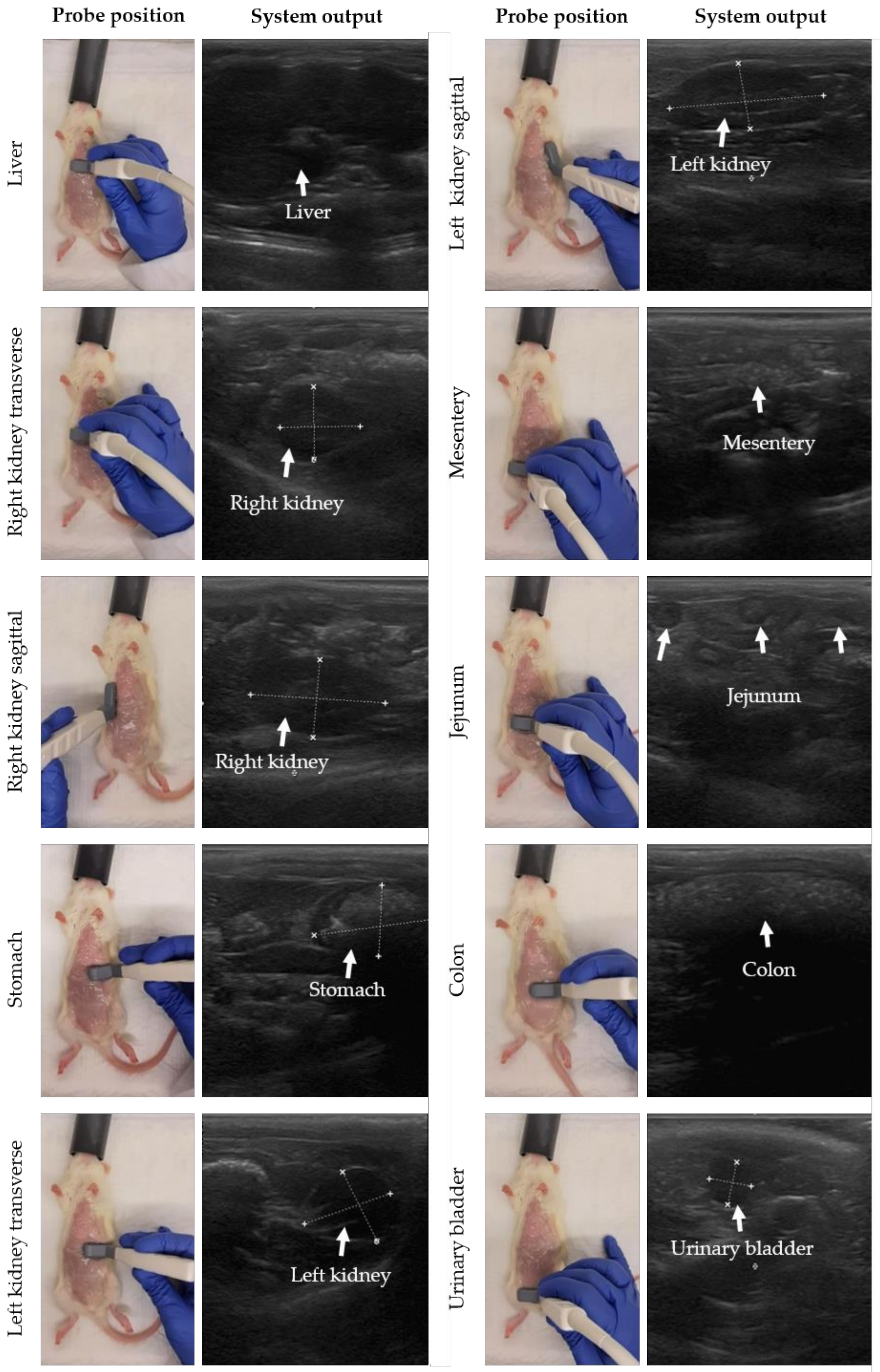 Biomedicines 10 01610 g002 Biomedicines 10 01610 g002