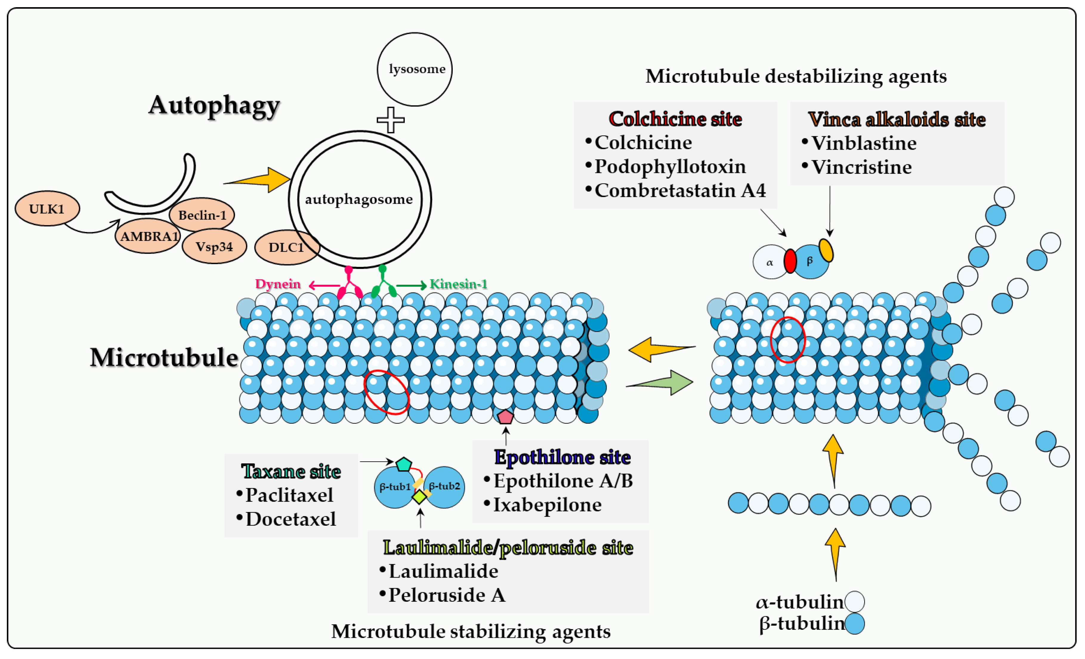 Biomedicines 10 01632 g001 Biomedicines 10 01632 g001