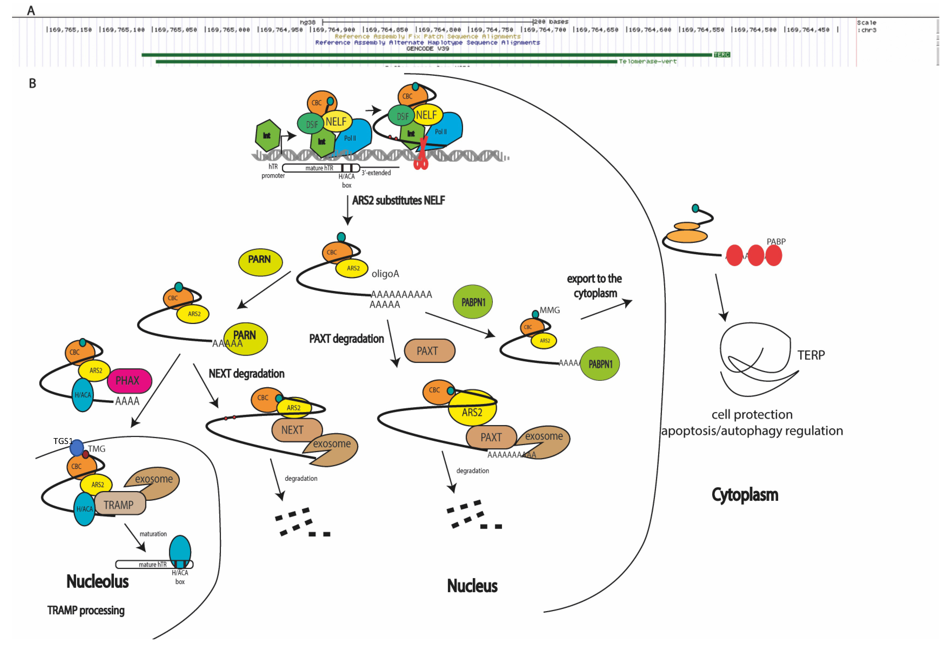 Biomedicines 10 01650 g001 Biomedicines 10 01650 g001