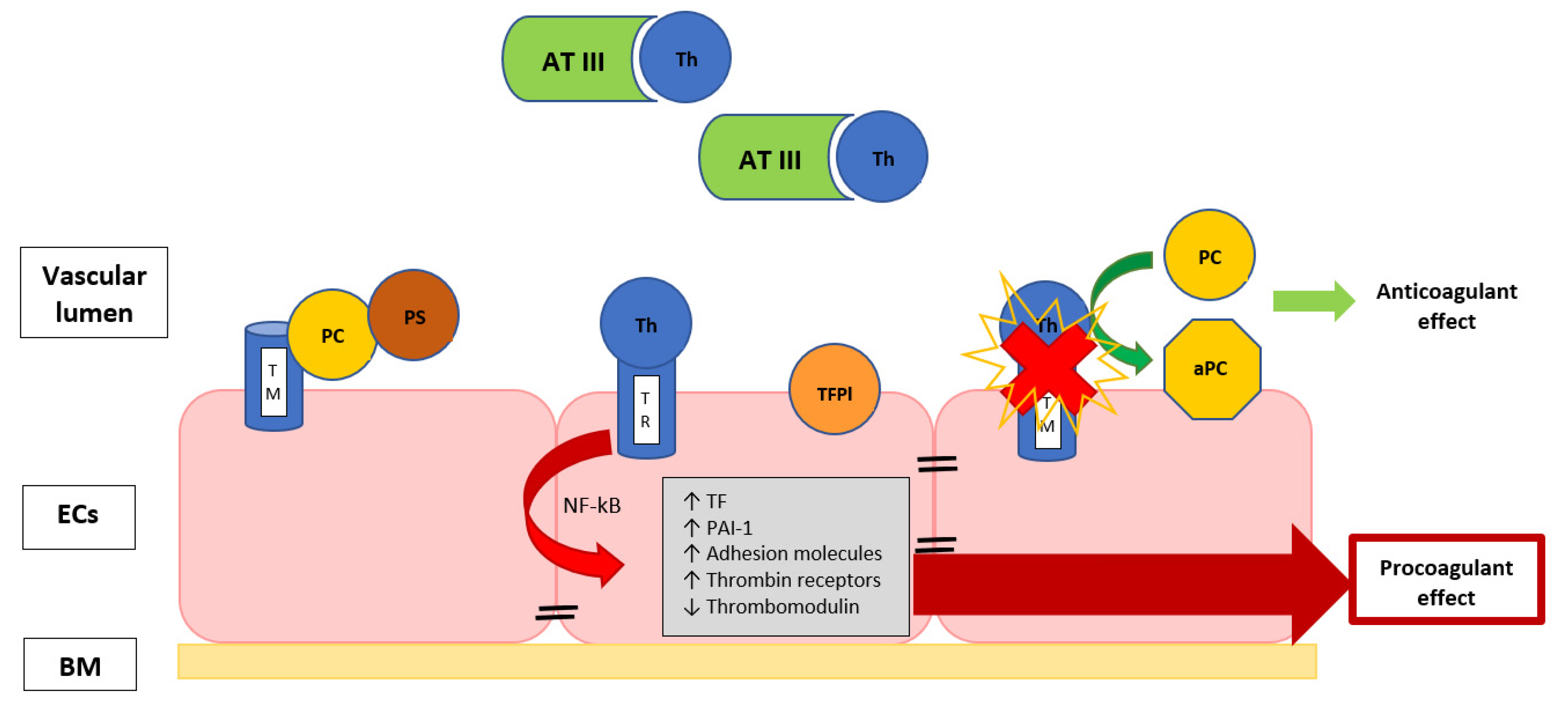 Biomedicines 10 01651 g001 Biomedicines 10 01651 g001