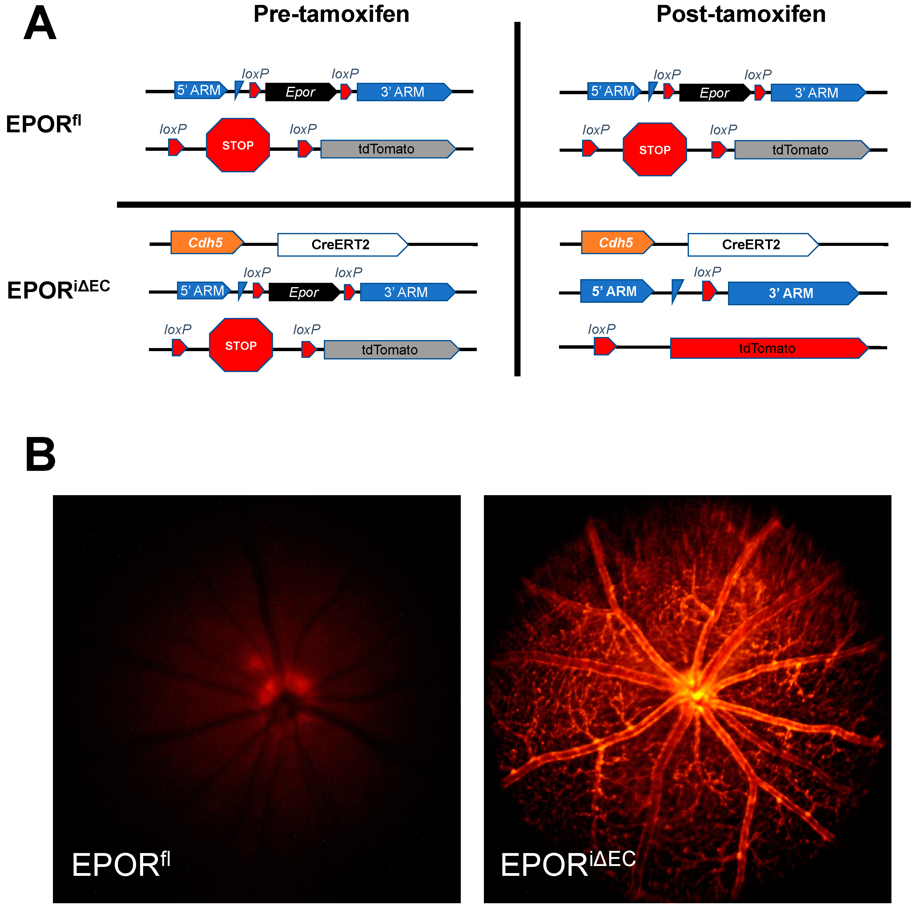Biomedicines 10 01655 g004