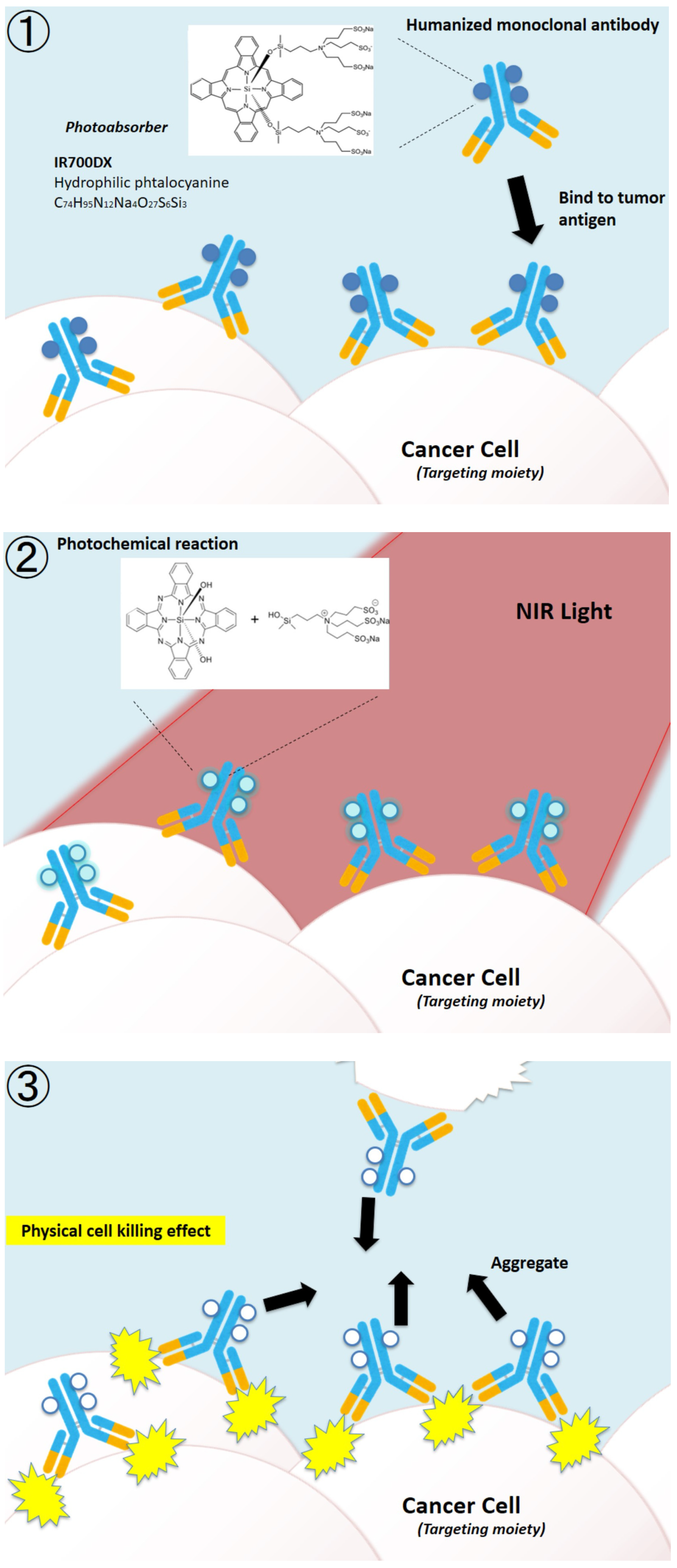 Biomedicines 10 01662 g001