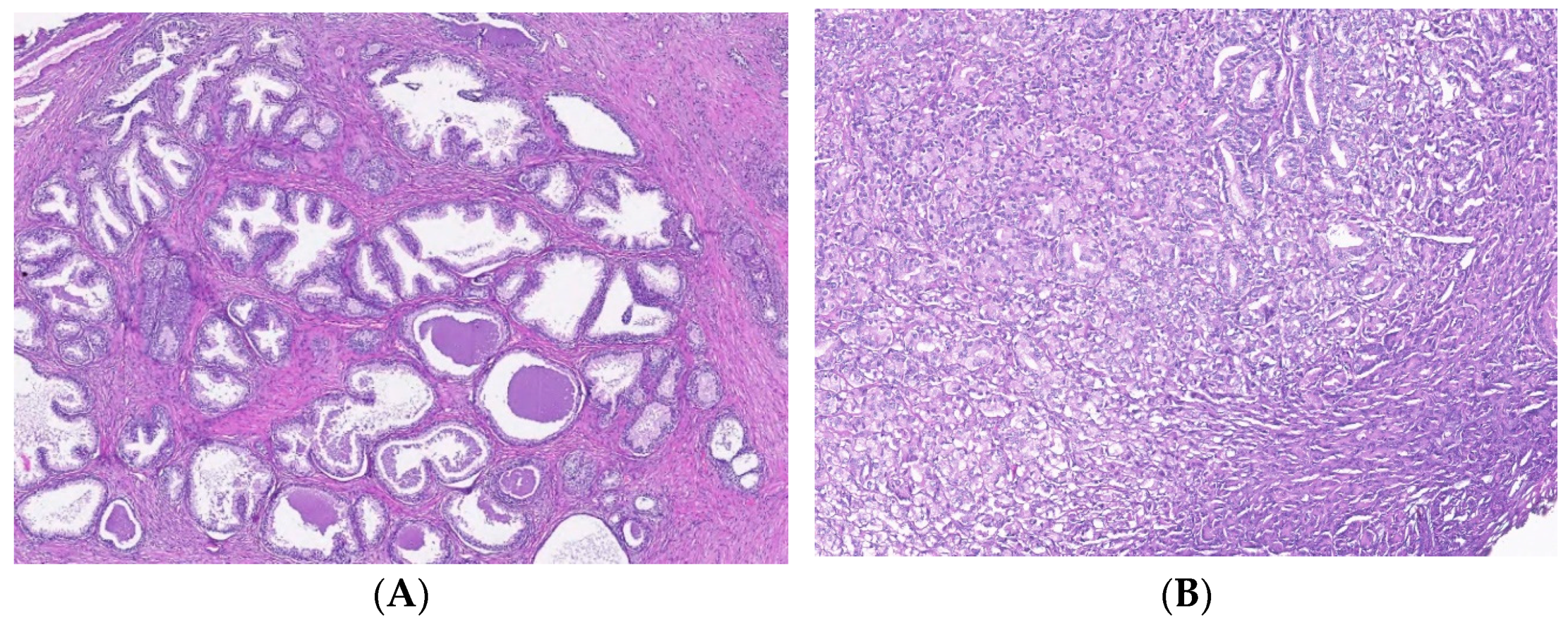 Biomedicines 10 01672 g005a