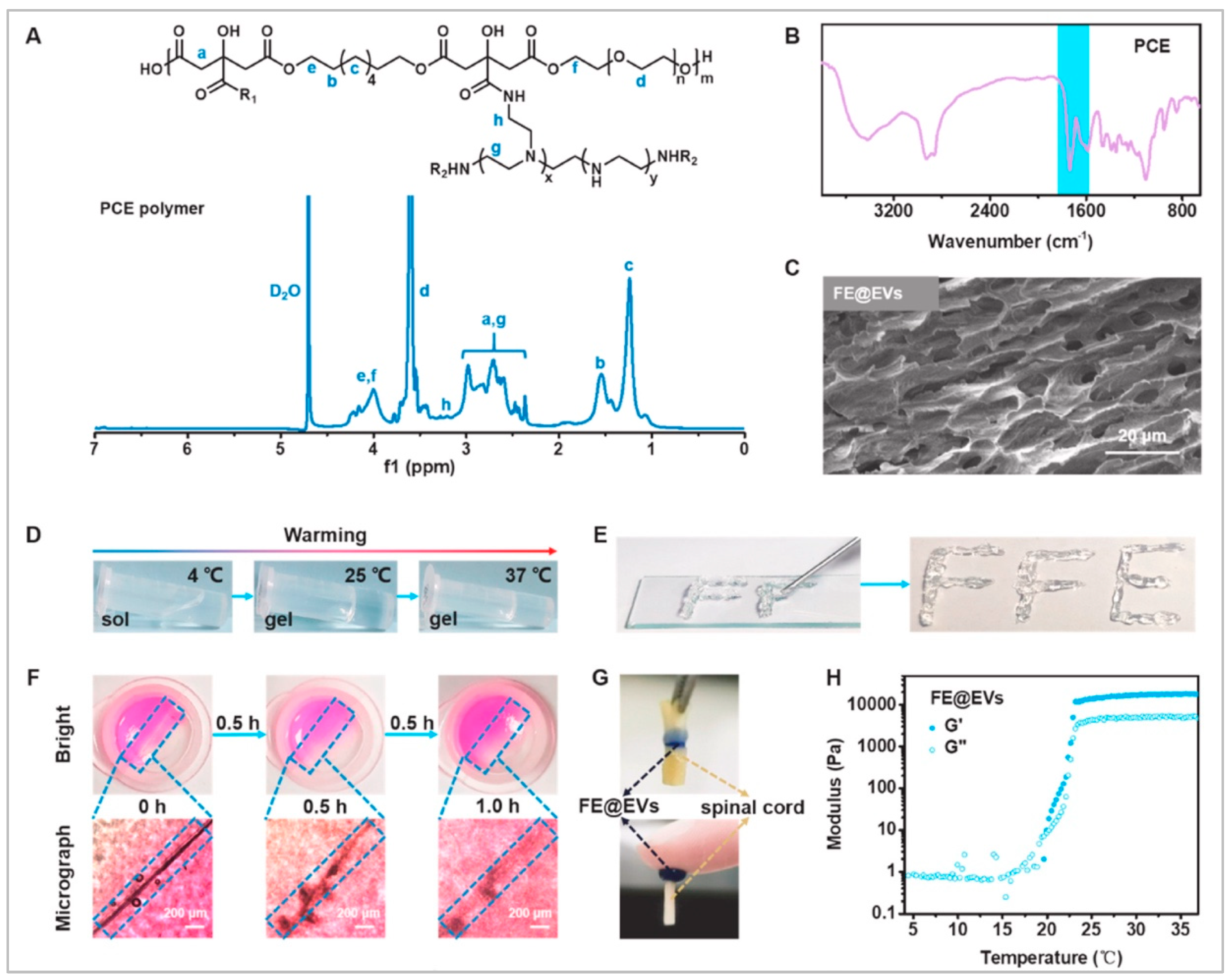 Biomedicines 10 01673 g003