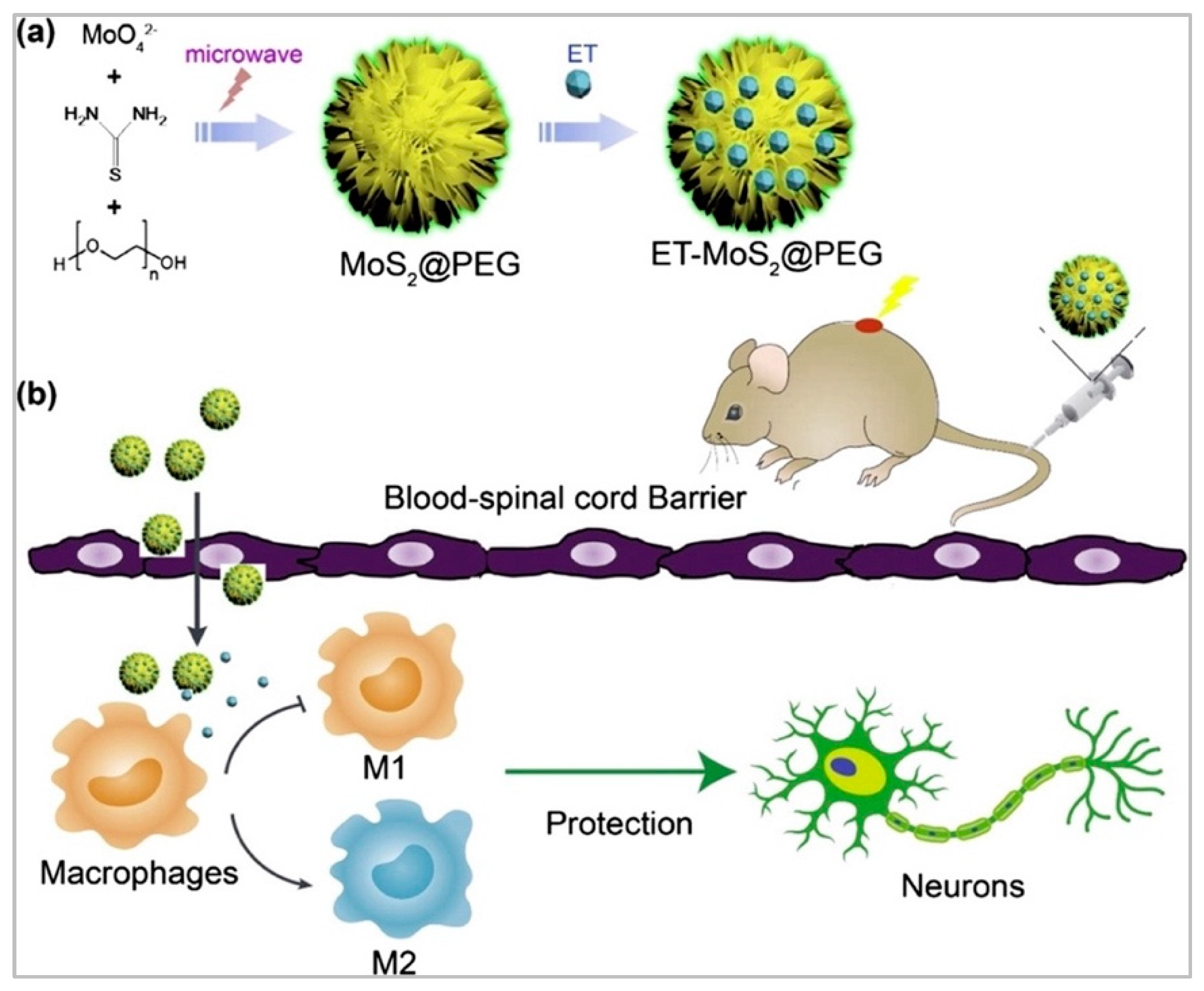 Biomedicines 10 01673 g004