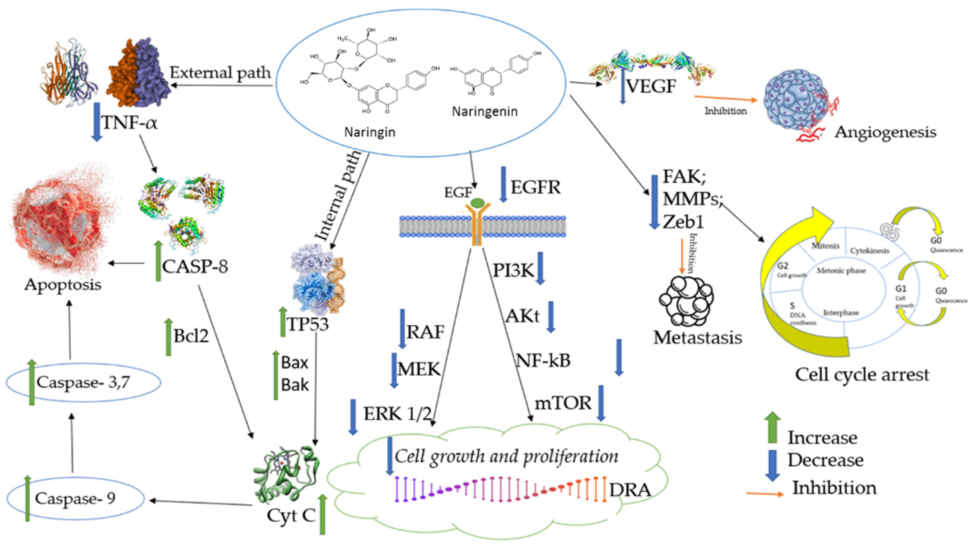 Biomedicines 10 01686 g002