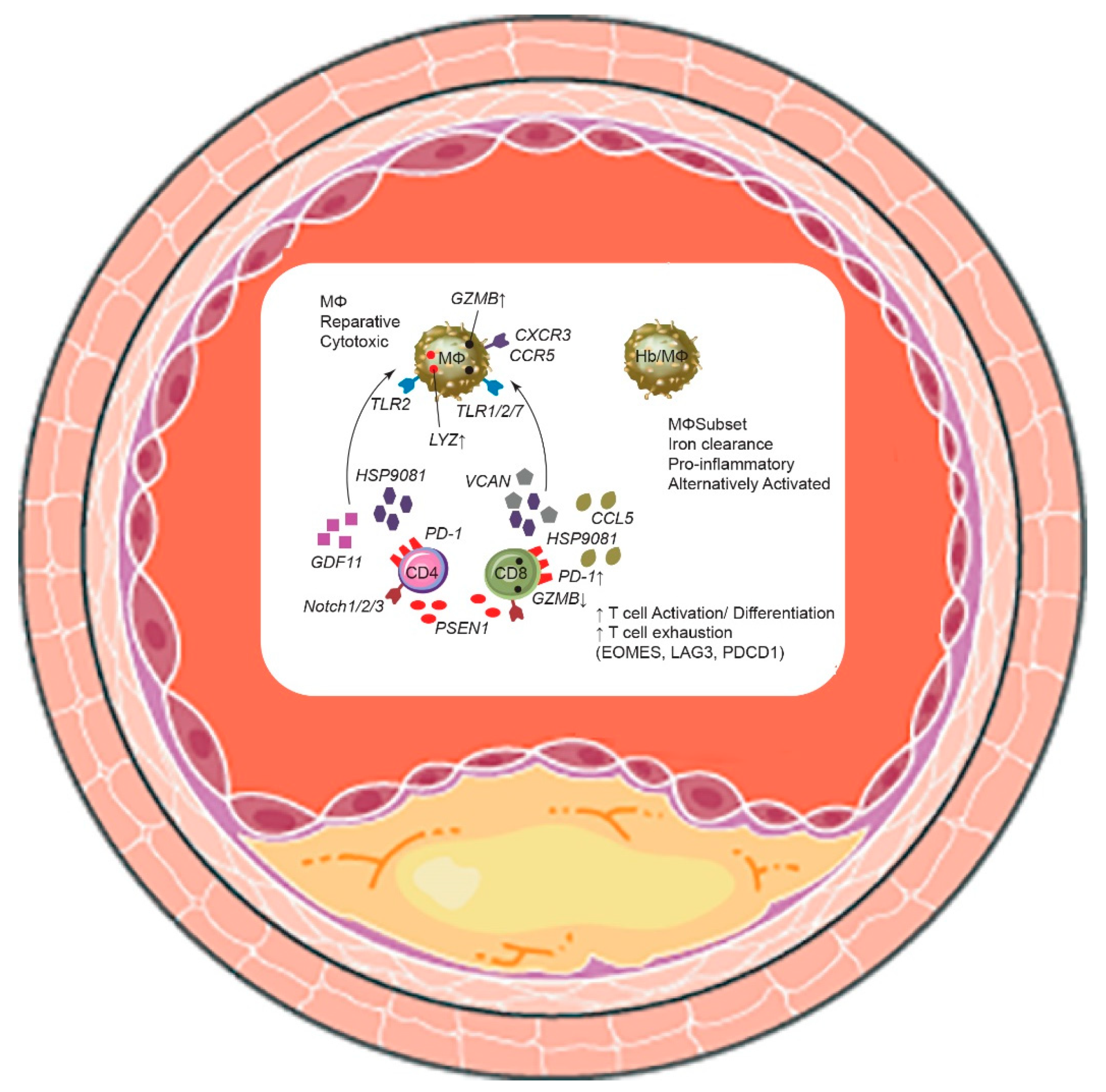 Biomedicines 10 01693 g002
