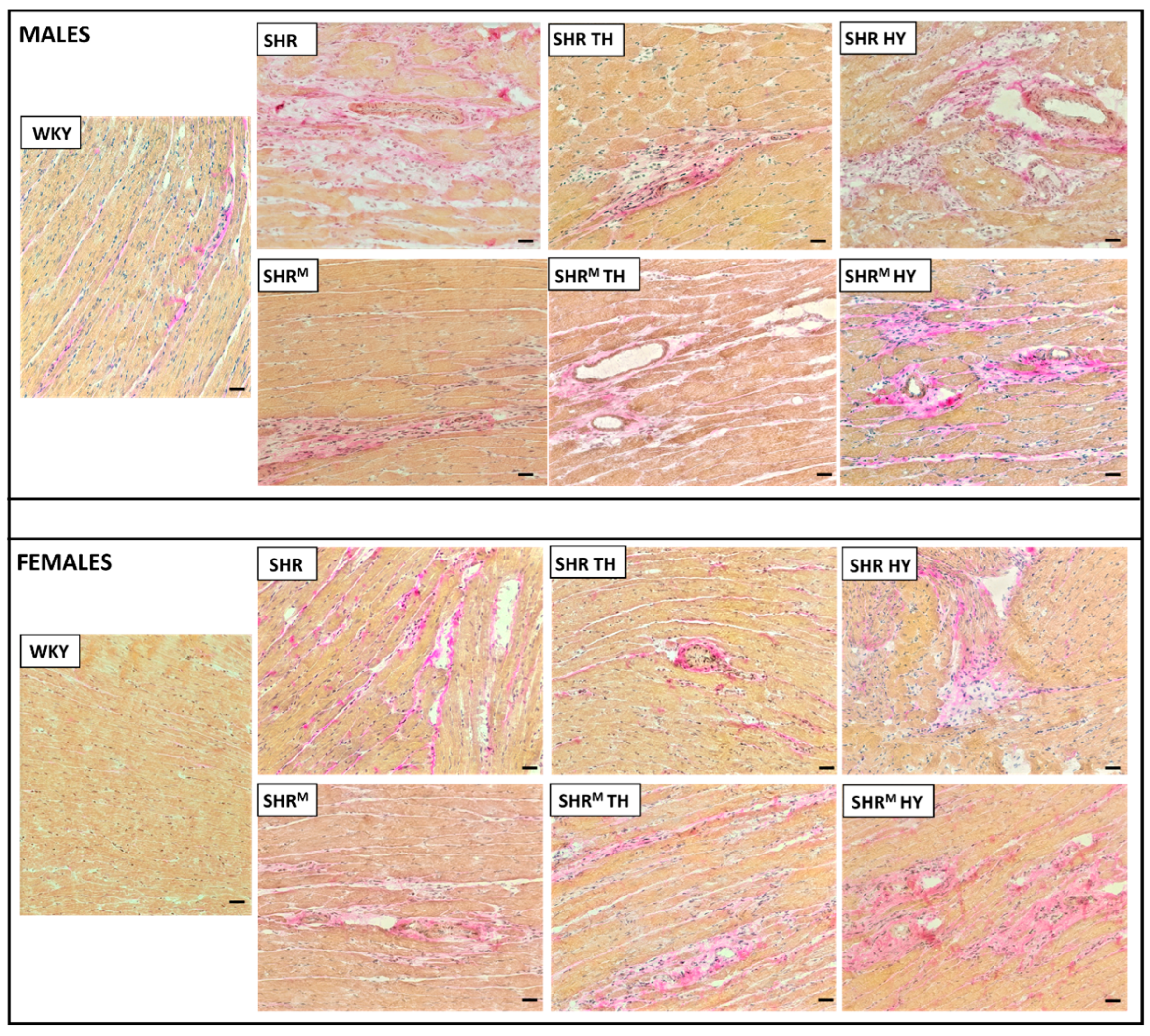 Biomedicines 10 01707 g002