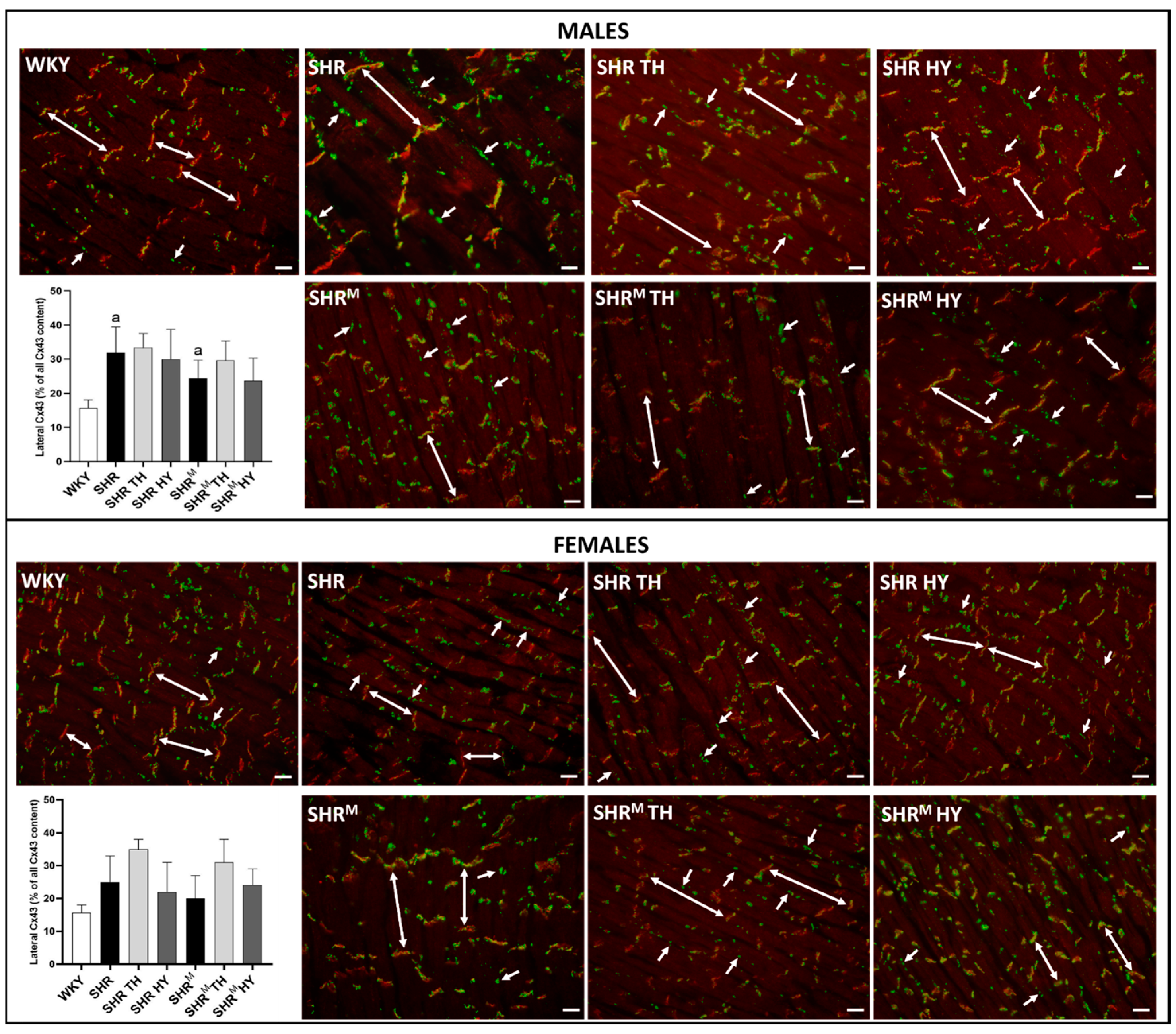 Biomedicines 10 01707 g007